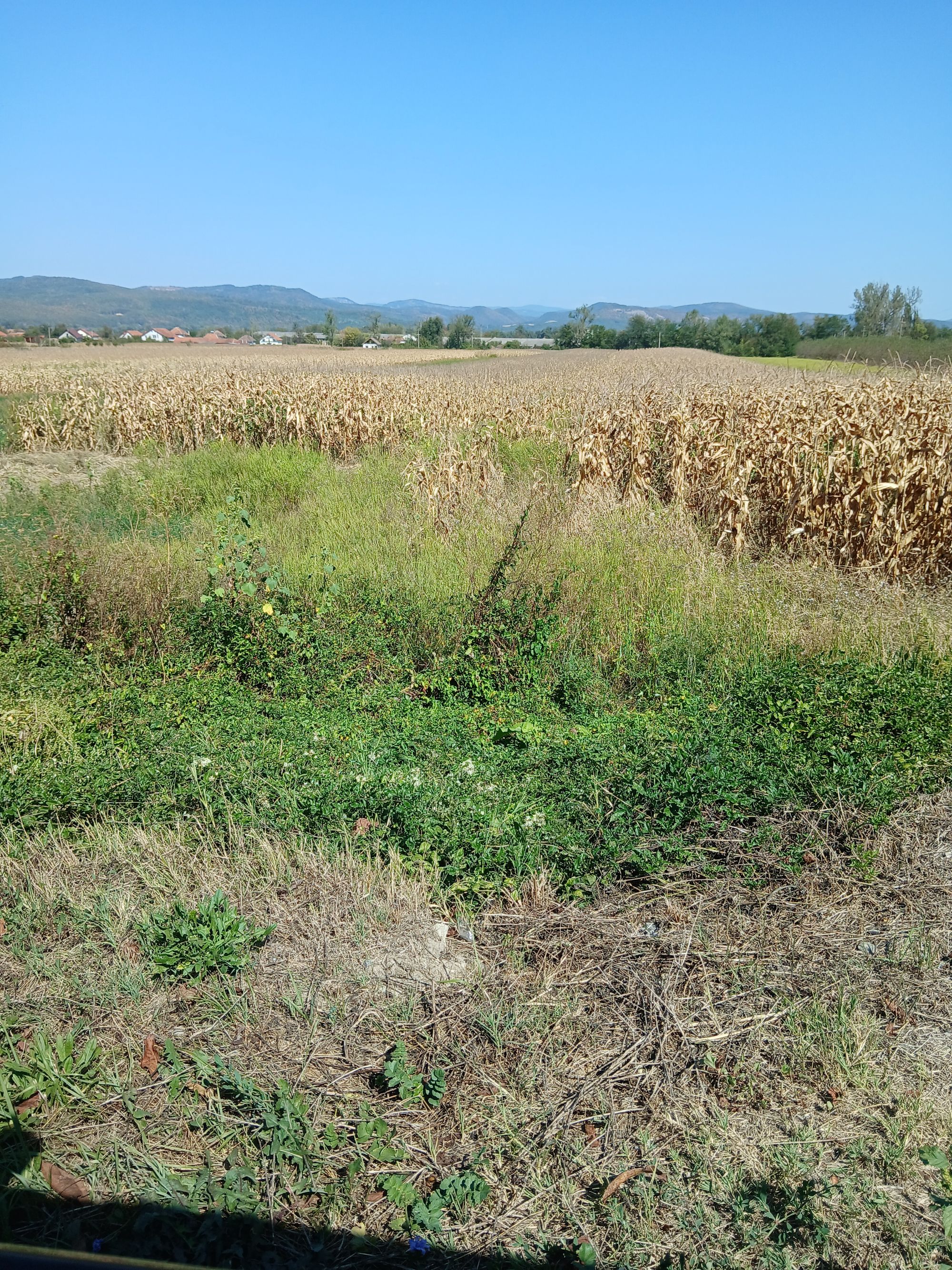 Ambrozie in DN68A 70, Dobra, Comuna Dobra, Județul Hunedoara