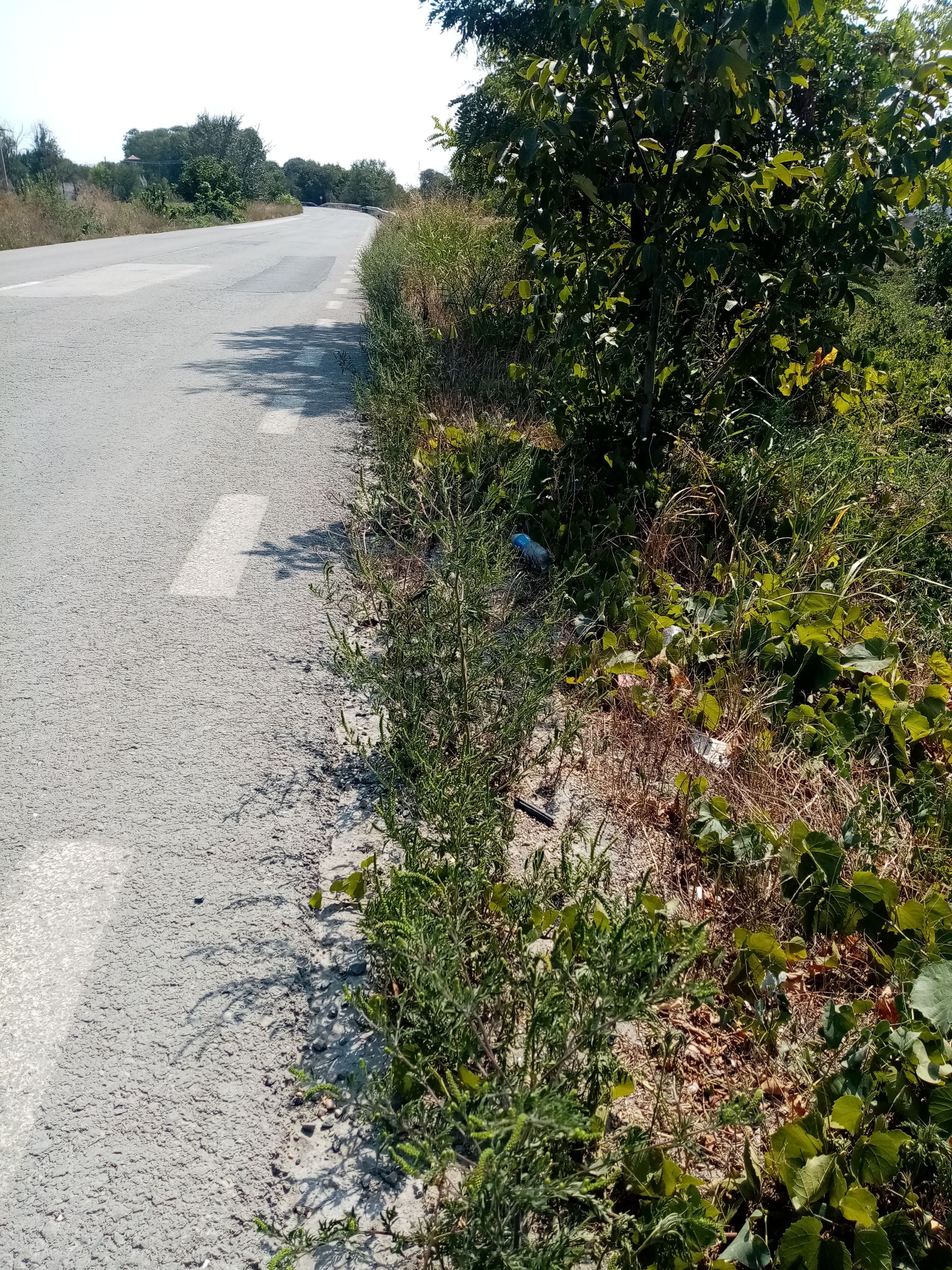 Ambrozie in Poarta Albă, Poarta Alba, Constanța - IMG_20230829_121629.jpg