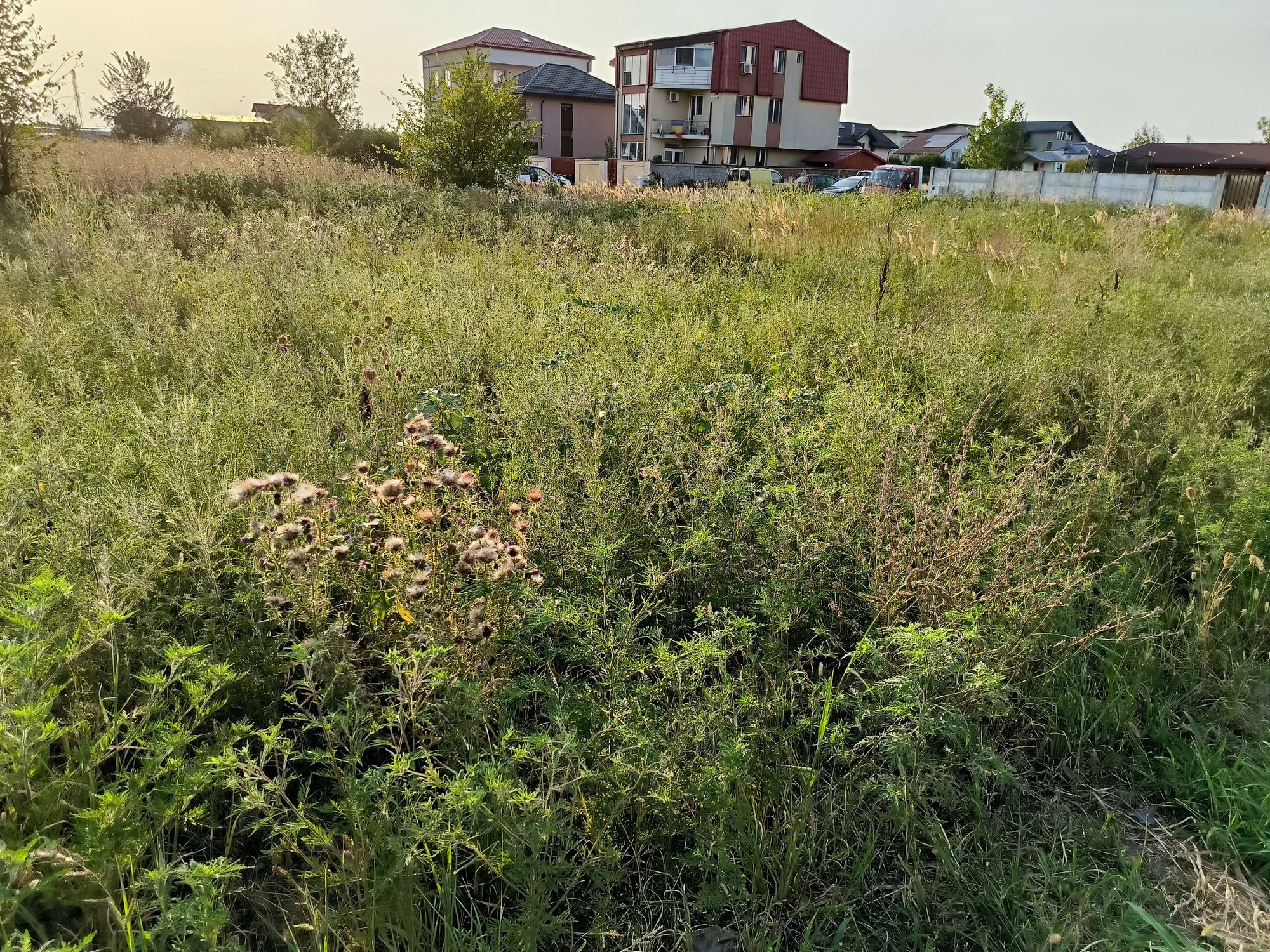 Ambrozie in Strada Stelelor 72a, Chiajna, Comuna Chiajna, Județul Ilfov - IMG_20230815_185453.jpg