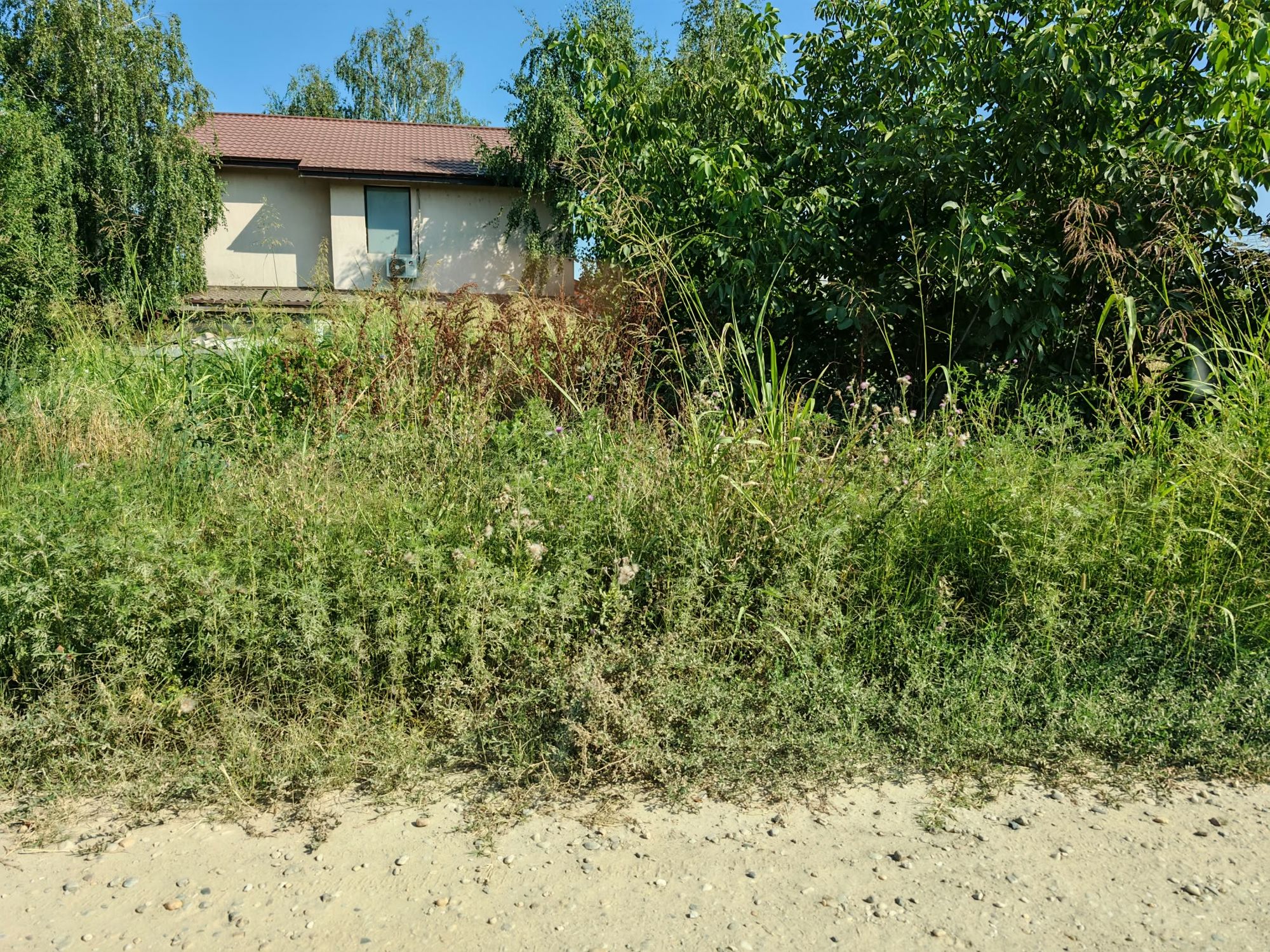 Ambrozie in Strada Speranței 28, Berceni, Comuna Berceni, Județul Ilfov