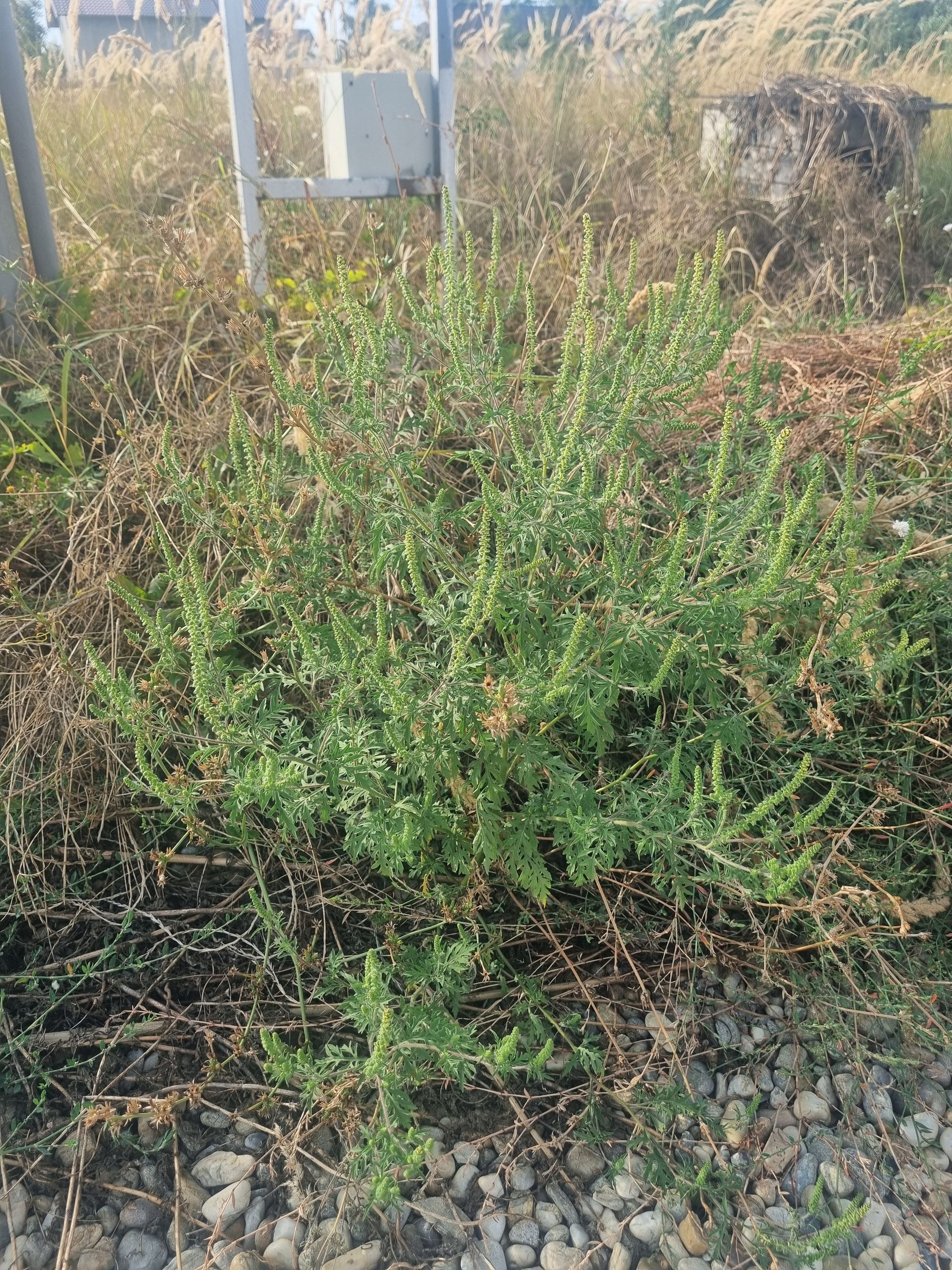 Ambrozie in strada LOTUS 40, Vidra, Comuna Vidra, Județul Ilfov - 20250822_174402.jpg