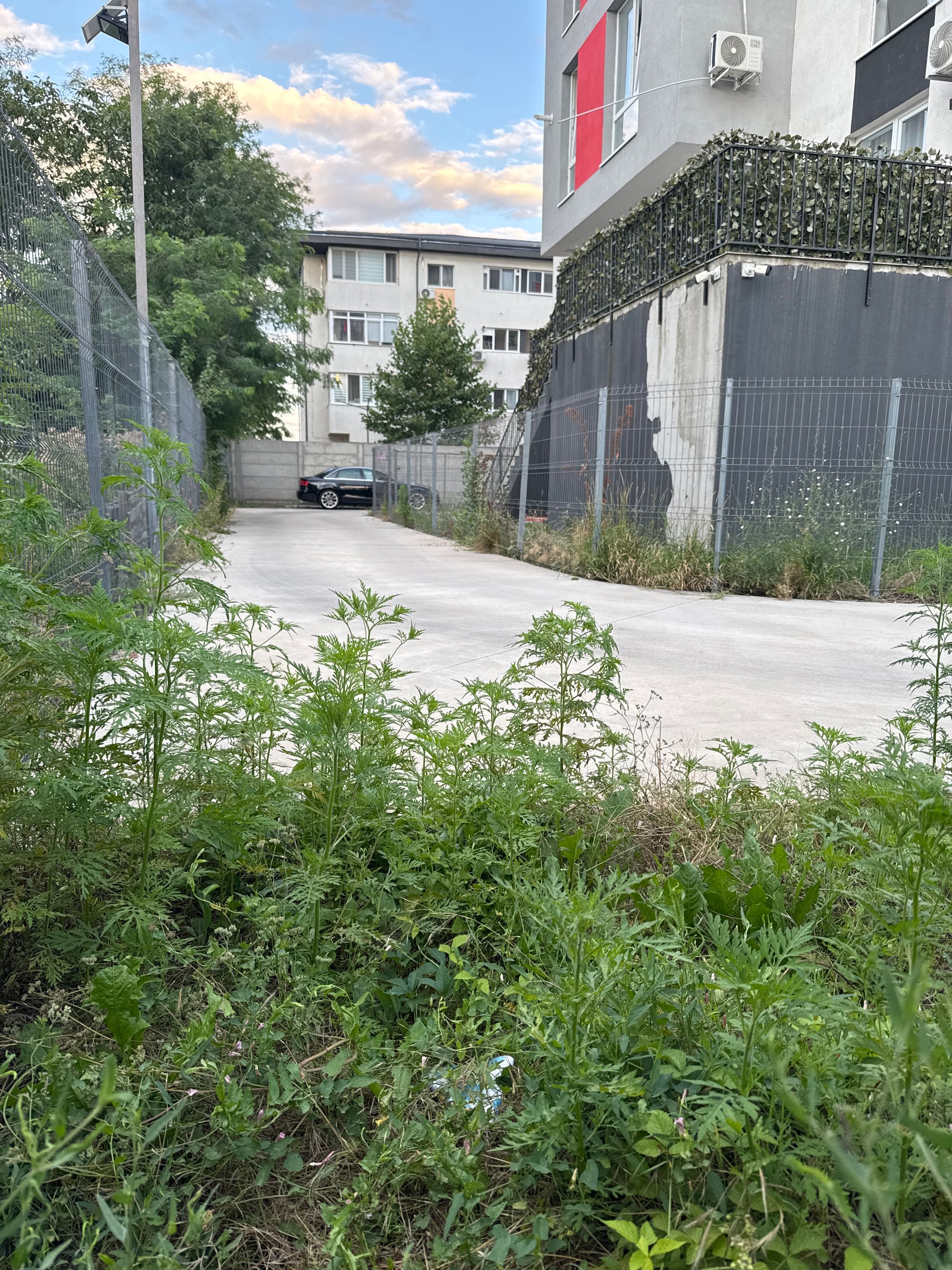 Ambrozie in Strada Aurel Perșu 97-99, București, Municipiul București - image.jpg