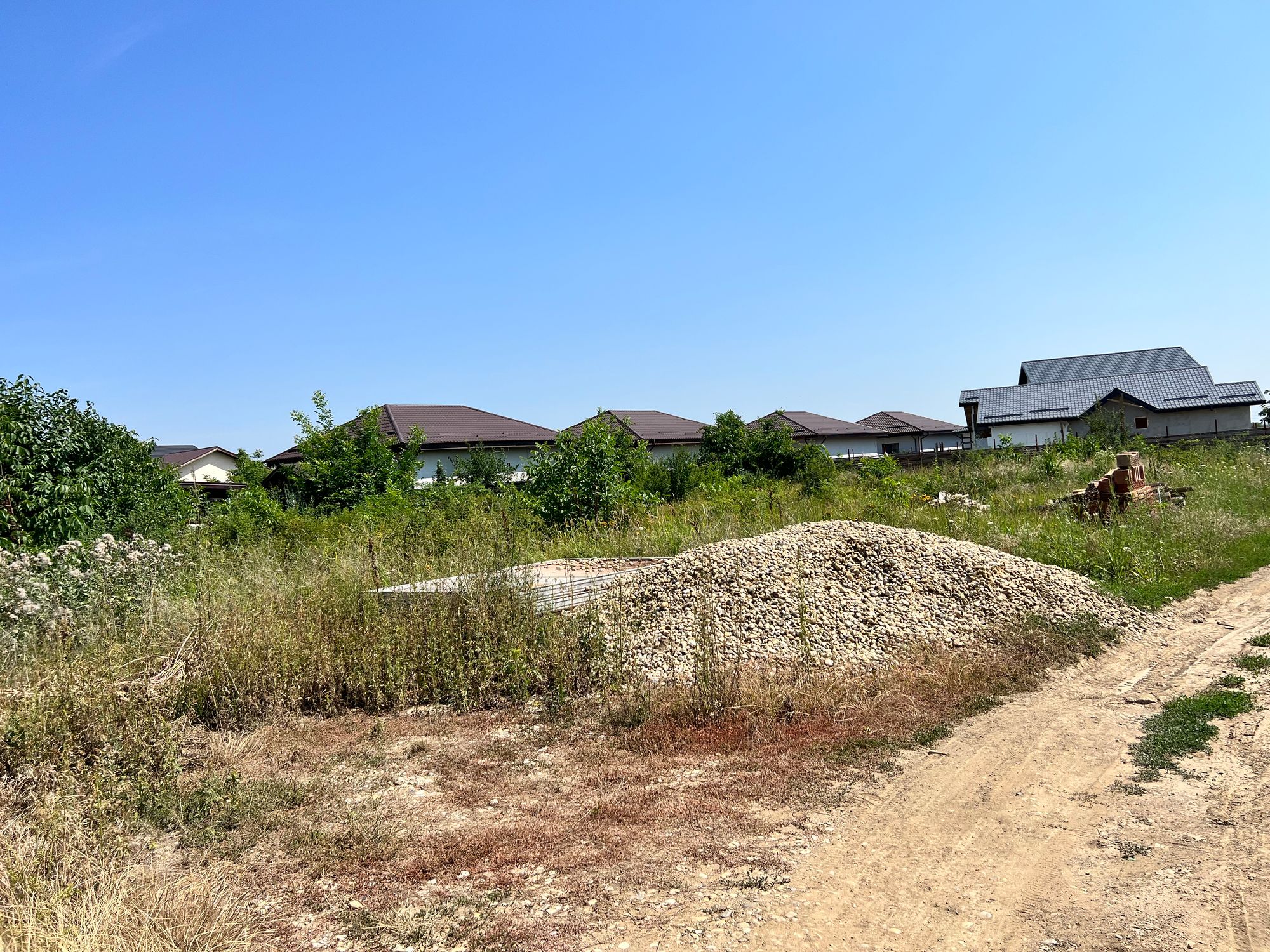 Ambrozie in Clinceni, Comuna Clinceni, Județul Ilfov - IMG_8989.jpeg