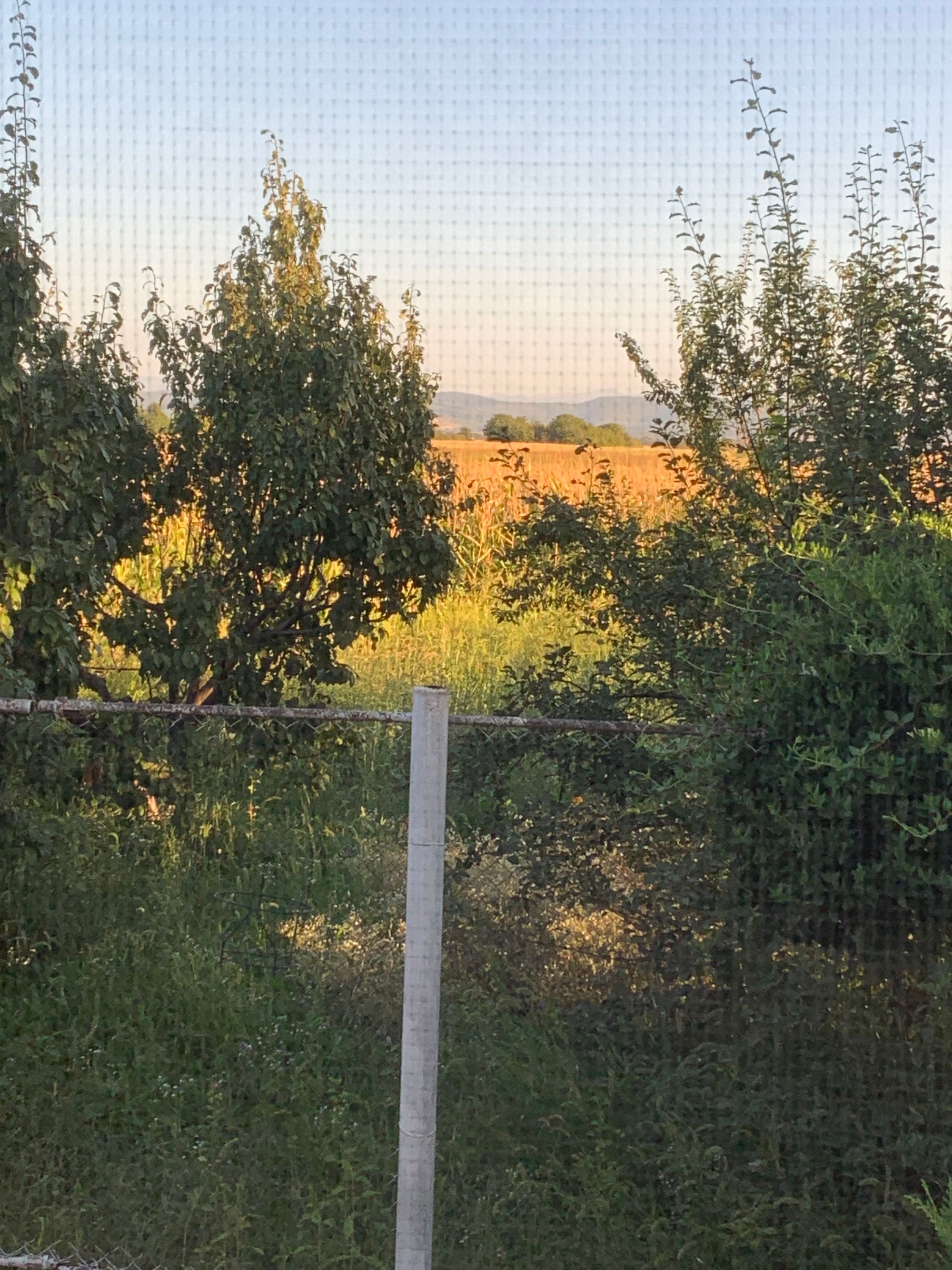 Ambrozie in DN72 2, Dărmănești, Comuna Dărmănești, Județul Dâmbovița - image.jpg