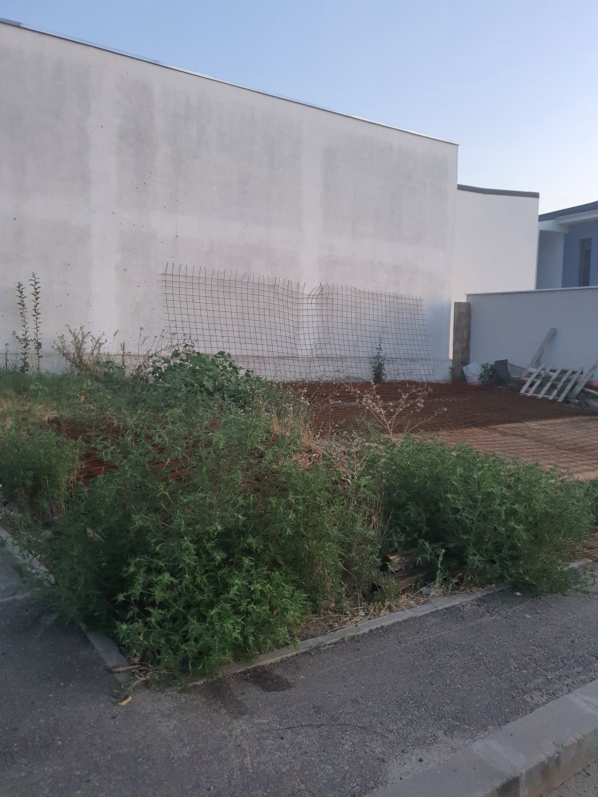 Ambrozie marcată de cristiana ionica în Strada Stejarului 54A, Craiova, Municipiu Craiova, Județul Dolj