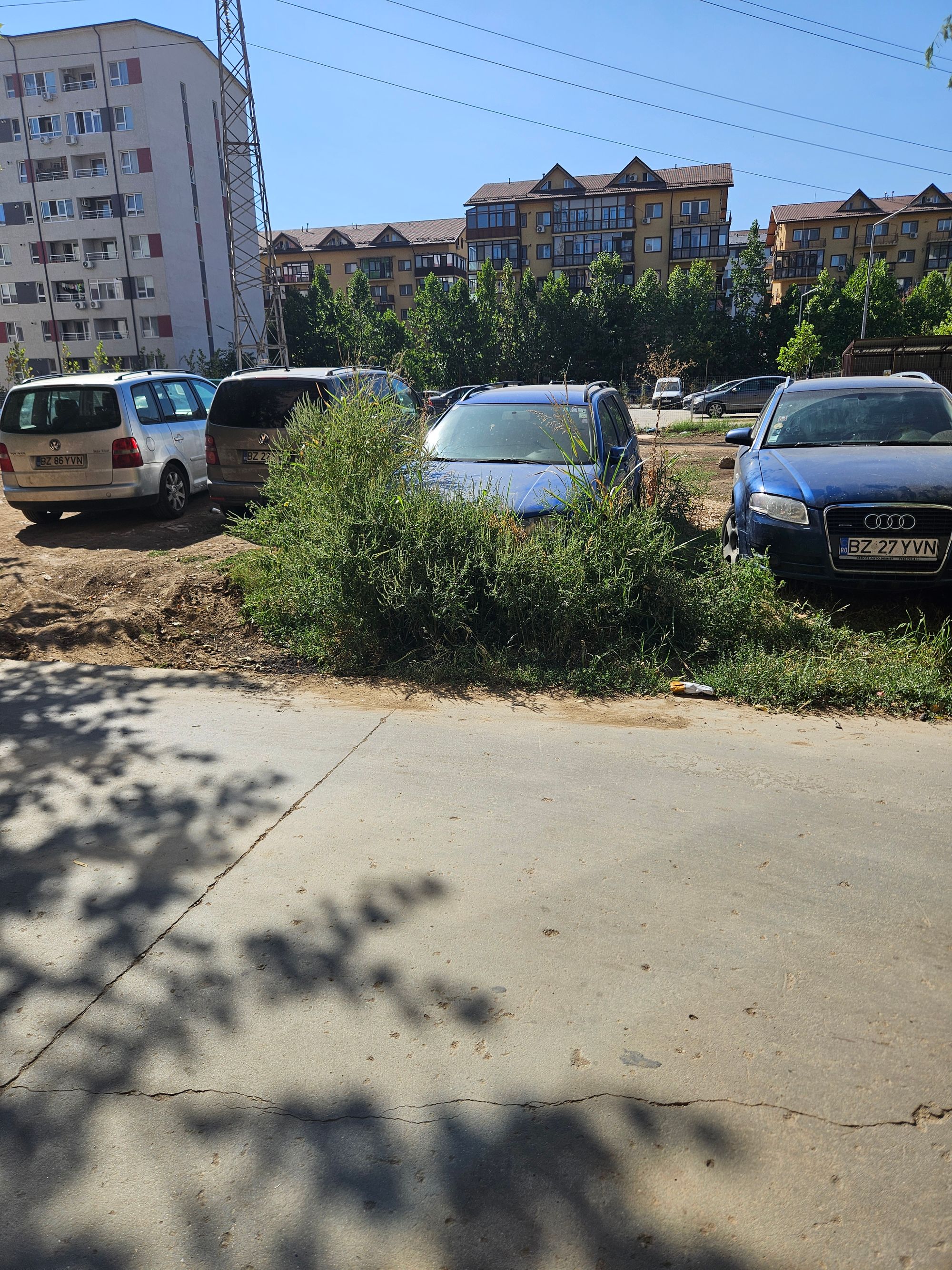 Ambrozie in Strada Tineretului 24, Roșu, Comuna Chiajna, Județul Ilfov - 20250908_105452.jpg