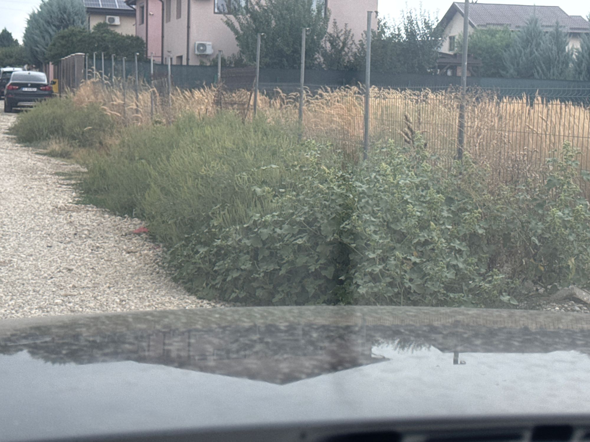 Ambrozie in Str. Zânelor 10 H, Berceni, Comuna Berceni, Județul Ilfov - image.jpg