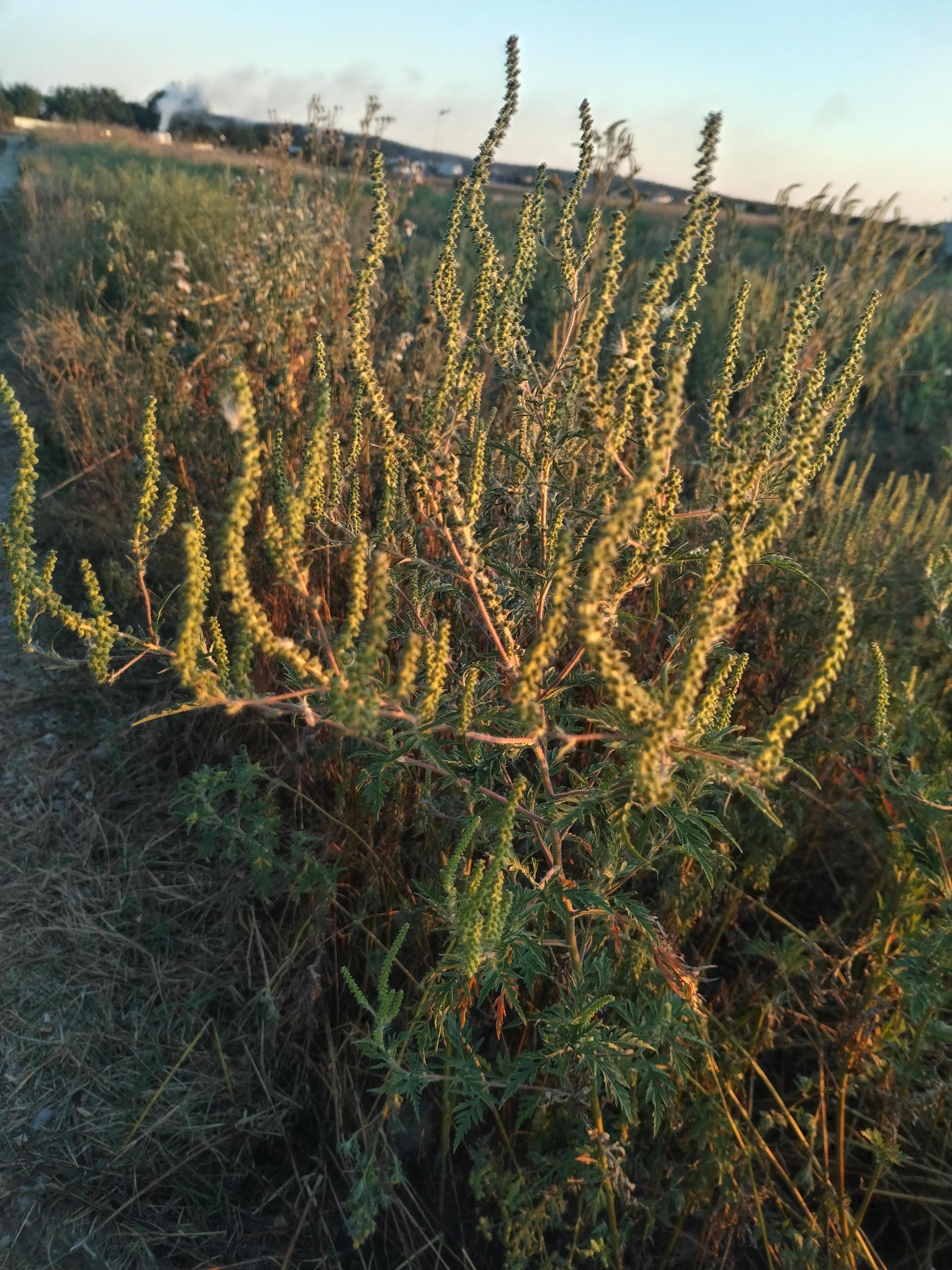 Ambrozie in Samurcași, Comuna Crevedia, Județul Dâmbovița - IMG_20250829_194124.jpg