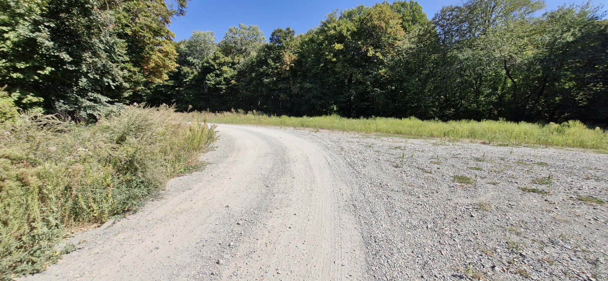 Ambrozie in Nifon, Comuna Hamcearca, Județul Tulcea - 07.09.2025_01.jpeg