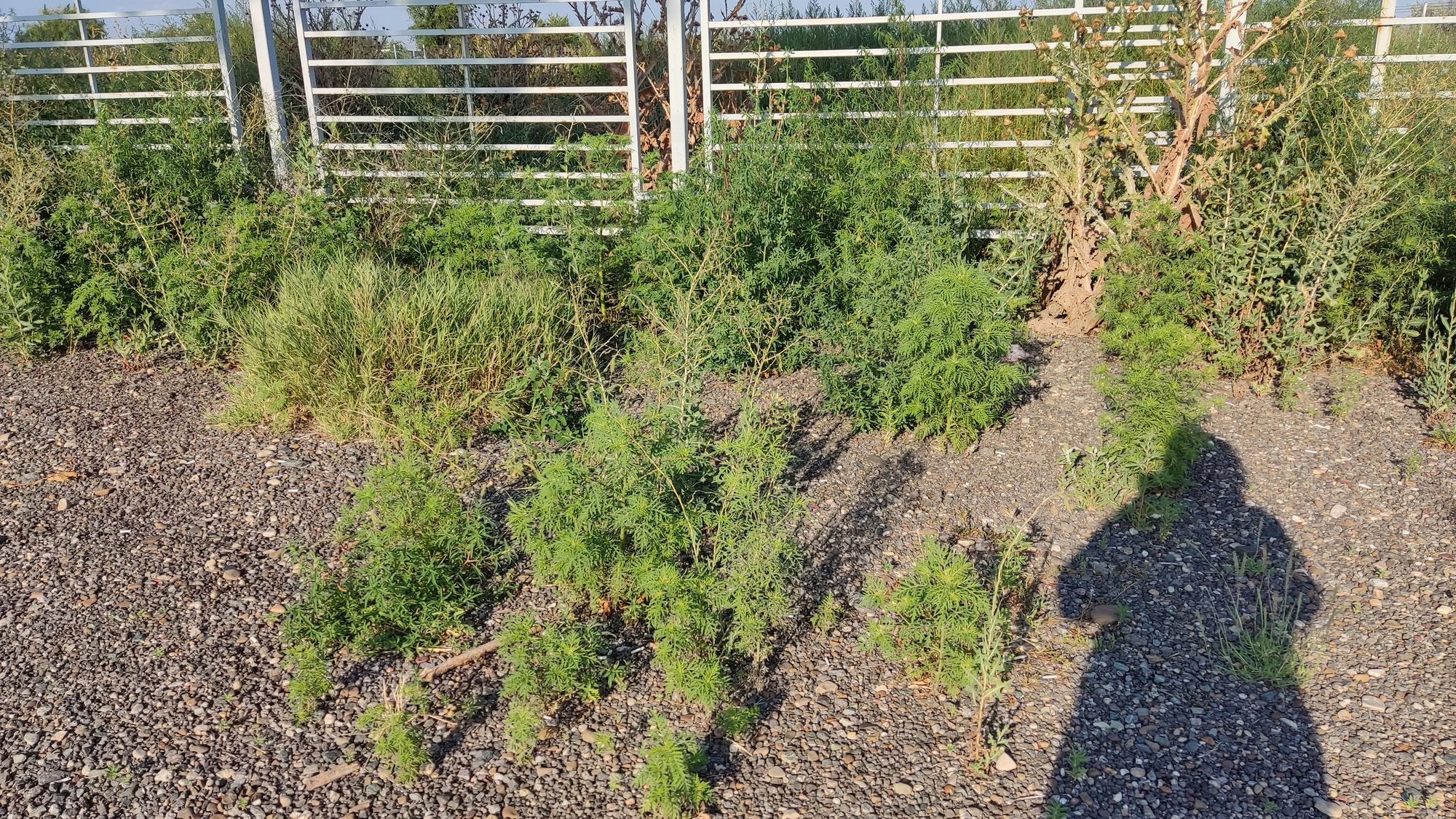 Ambrozie in DN26, Comuna Vânători, Județul Galați - IMG_20230723_183256.jpg