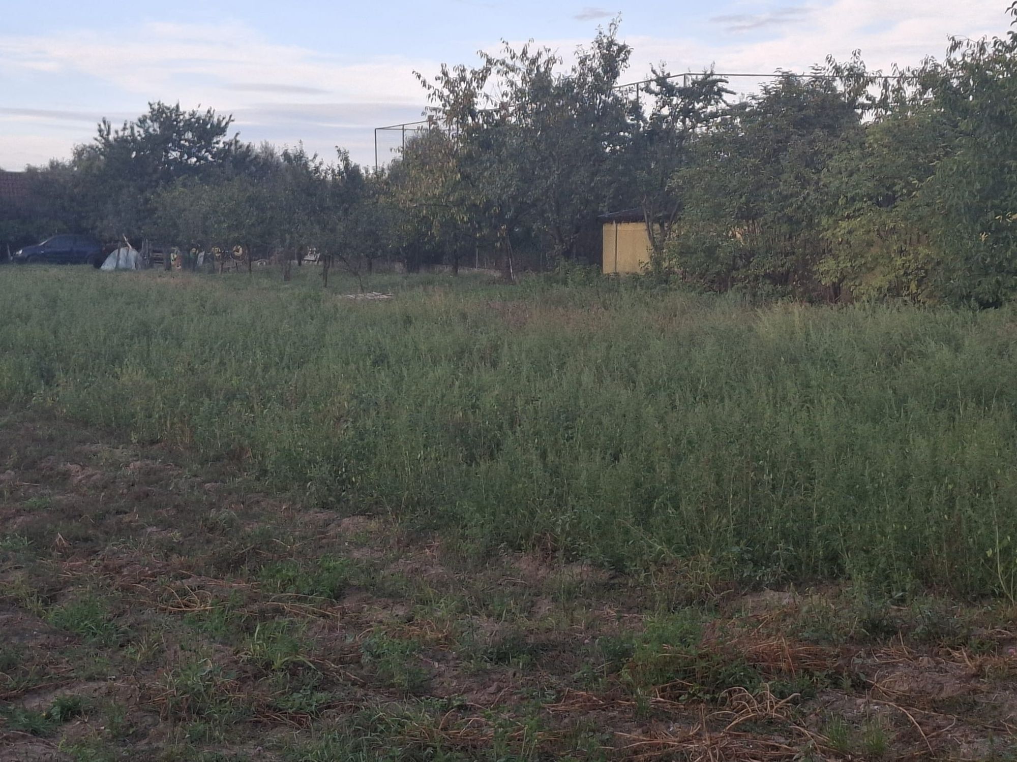 Ambrozie in Str. Trifoiului 2A, Alba Iulia, Municipiu Alba Iulia, Județul Alba - WhatsApp Image 2025-09-16 at 18.37.06.jpeg