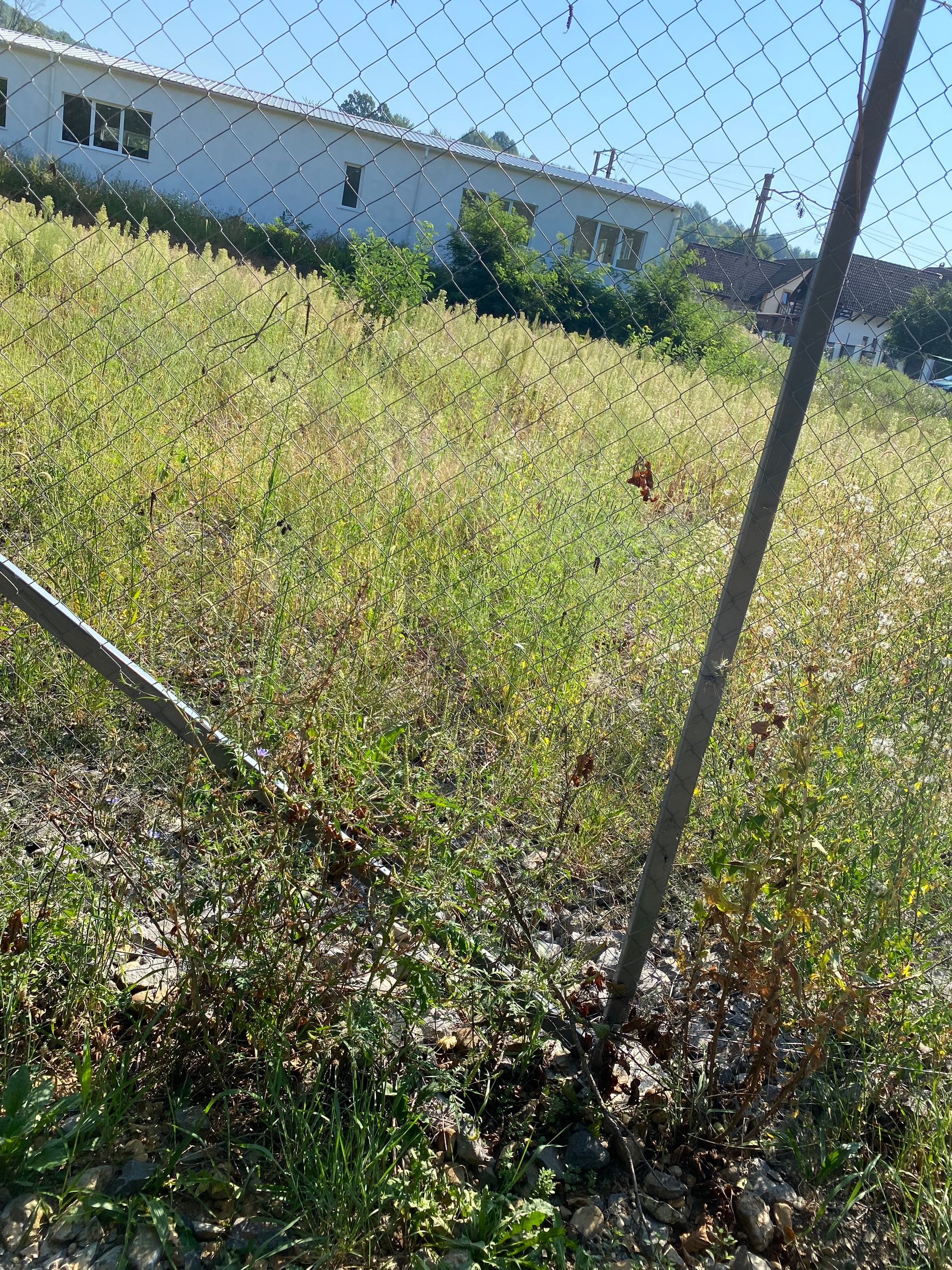 Ambrozie in Strada 24 34, Tăuții-Măgherăuș, Oraş Tăuţii-măgherăuş, Județul Maramureș - IMG_4245.jpeg