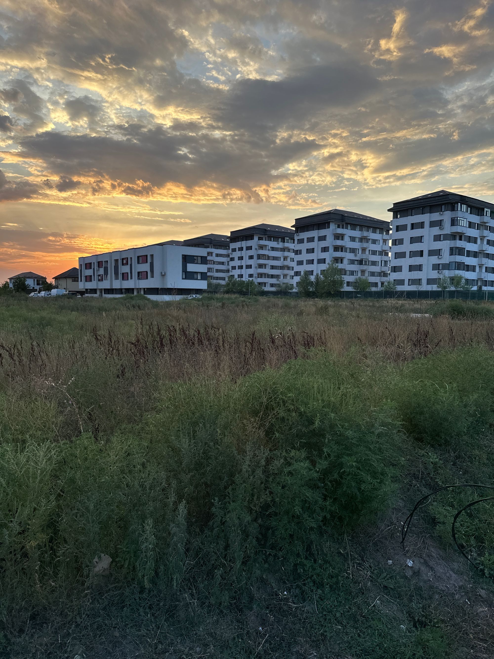 Ambrozie in Str. Srg. Ilie Petre 13, Comuna Chiajna, Județul Ilfov - image.jpg