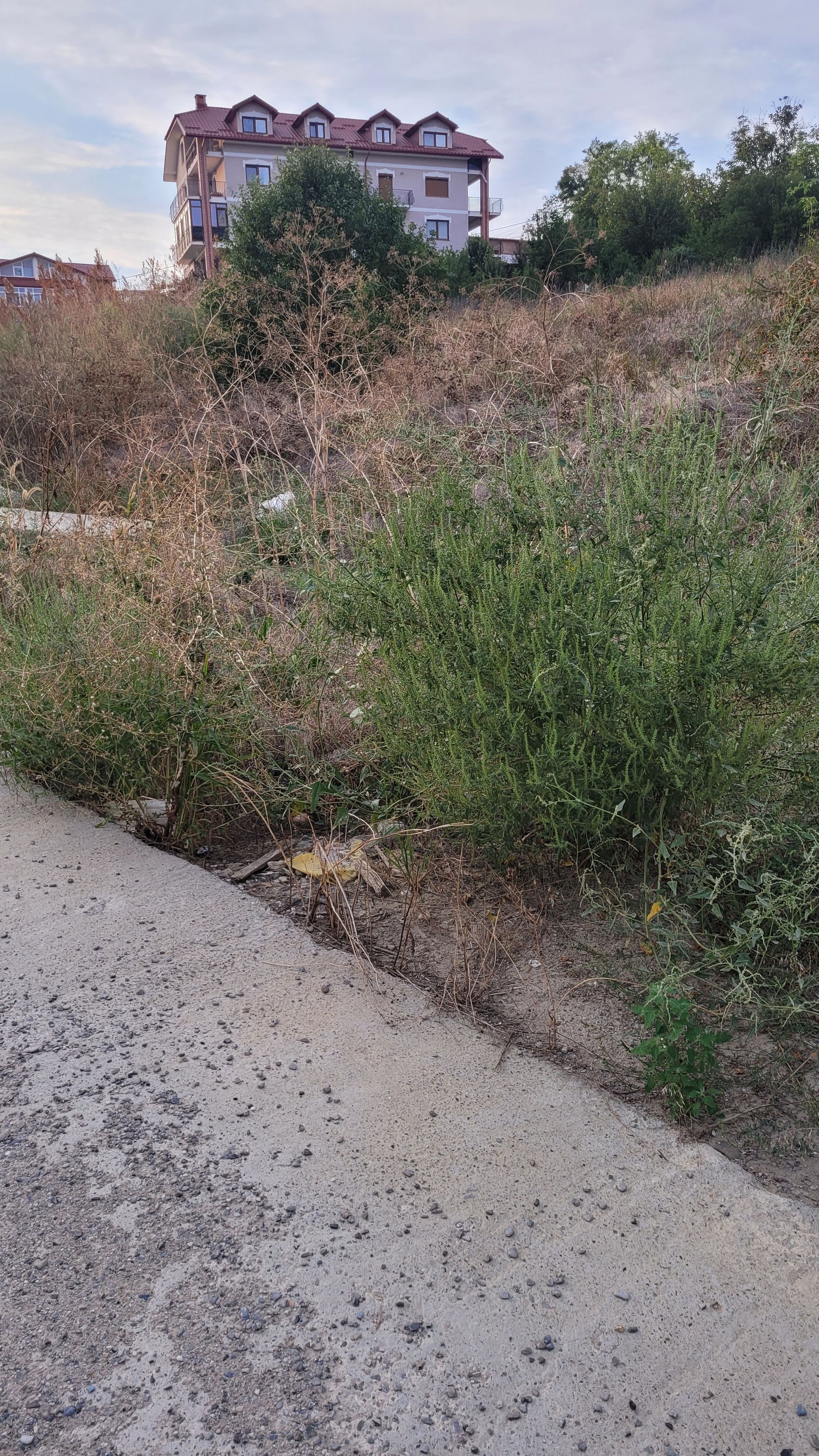 Ambrozie in Strada Nicolae Oblu 26A, Iași, Municipiu Iaşi, Județul Iași - 20240830_192406.jpg