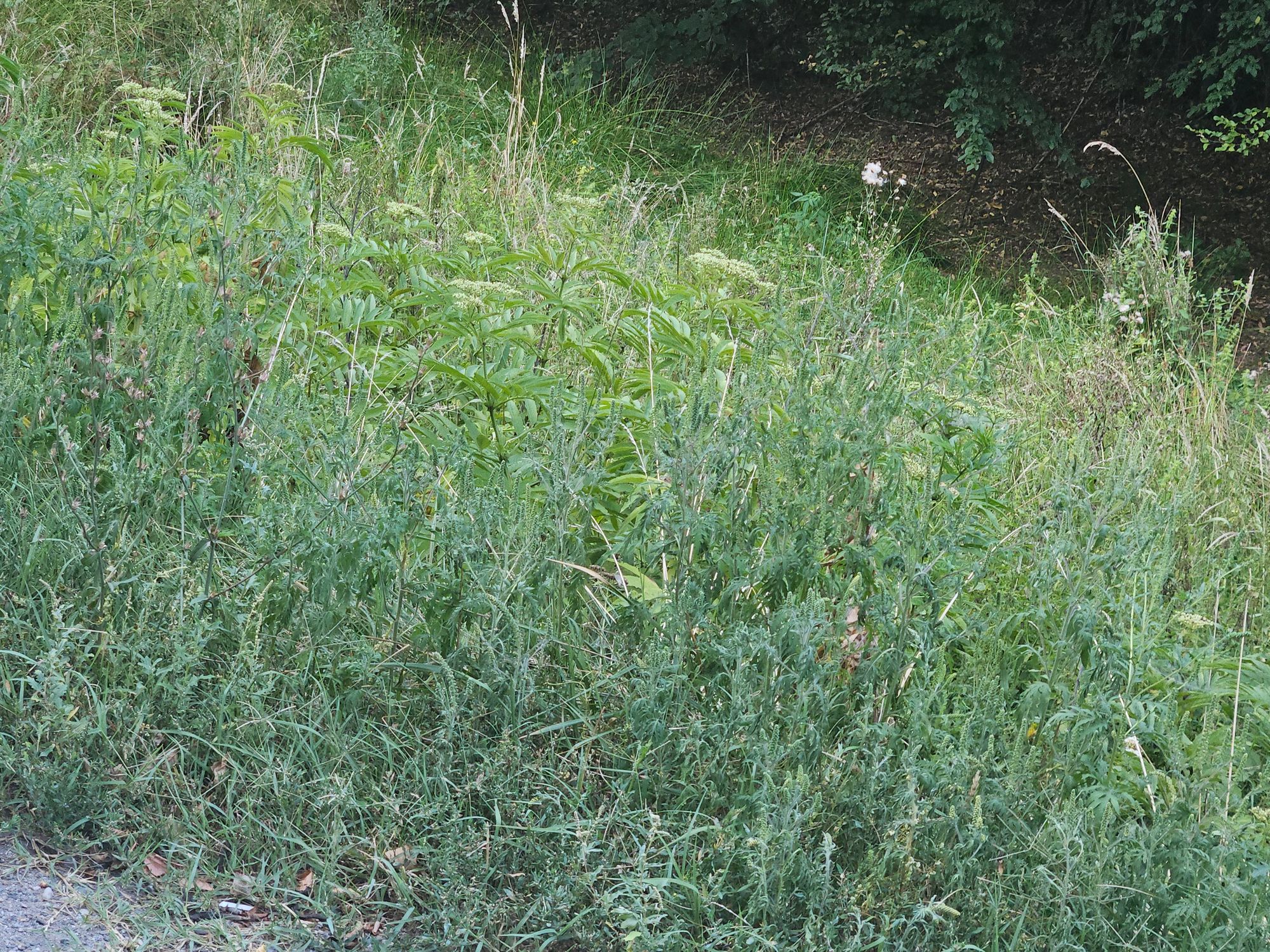 Ambrozie in DN7 167, Morărești, Comuna Morărești, Județul Argeș