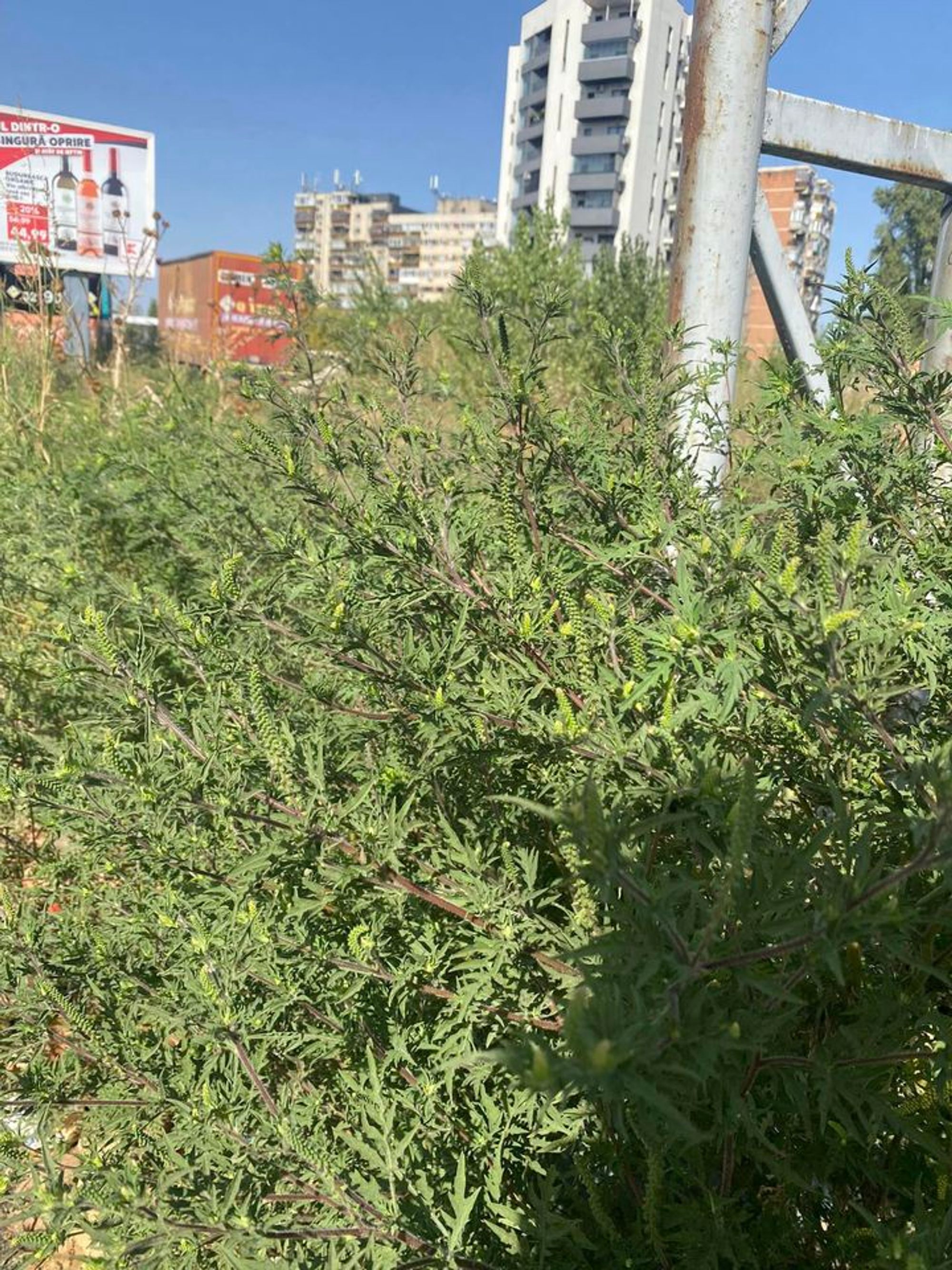 Ambrozie in București, Municipiul București - 380407414_2310133772529580_5061547984018565061_n.jpg