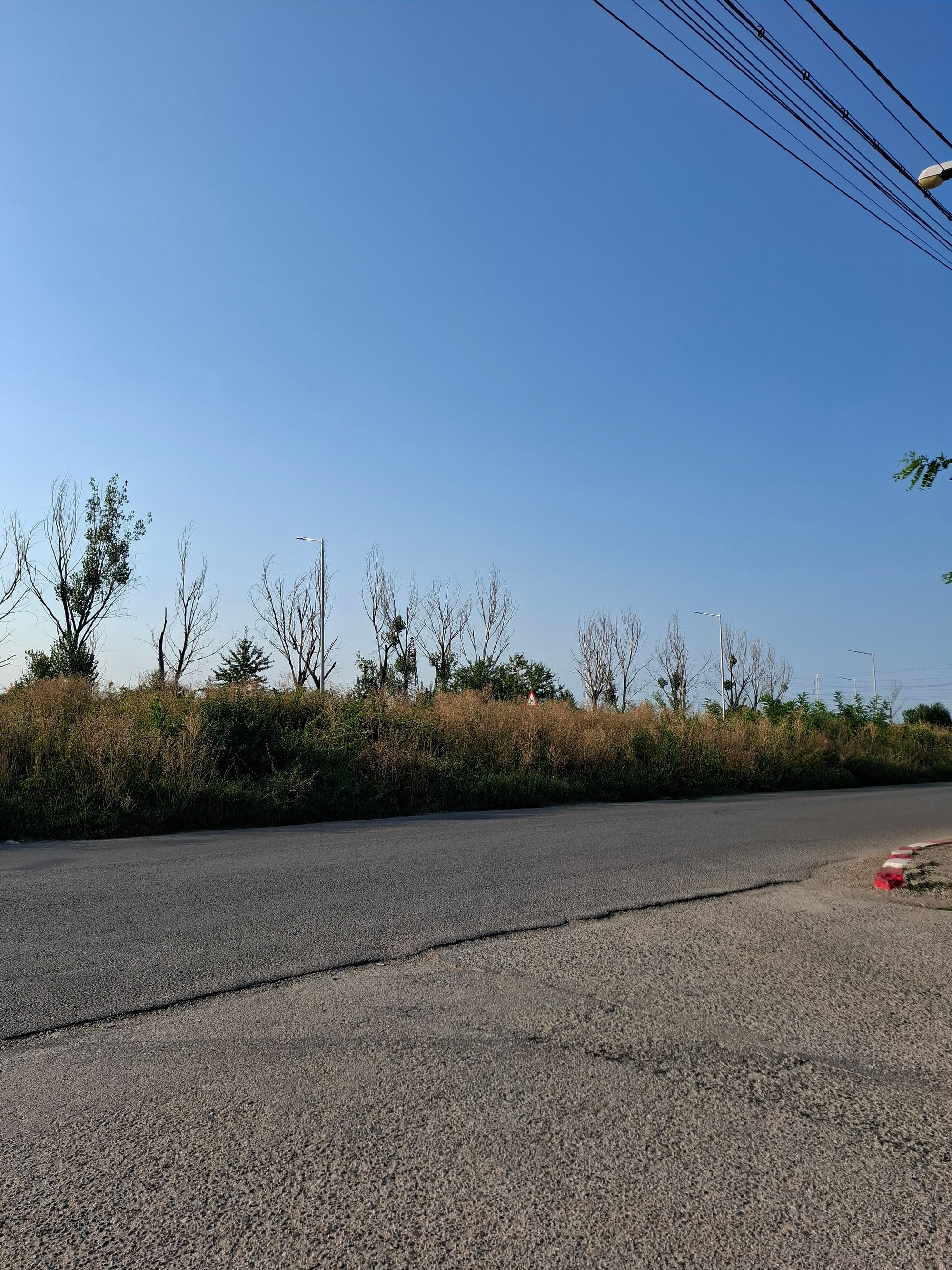 Ambrozie in Strada Laboratorului 15B, Ploiești, Municipiu Ploiești, Județul Prahova