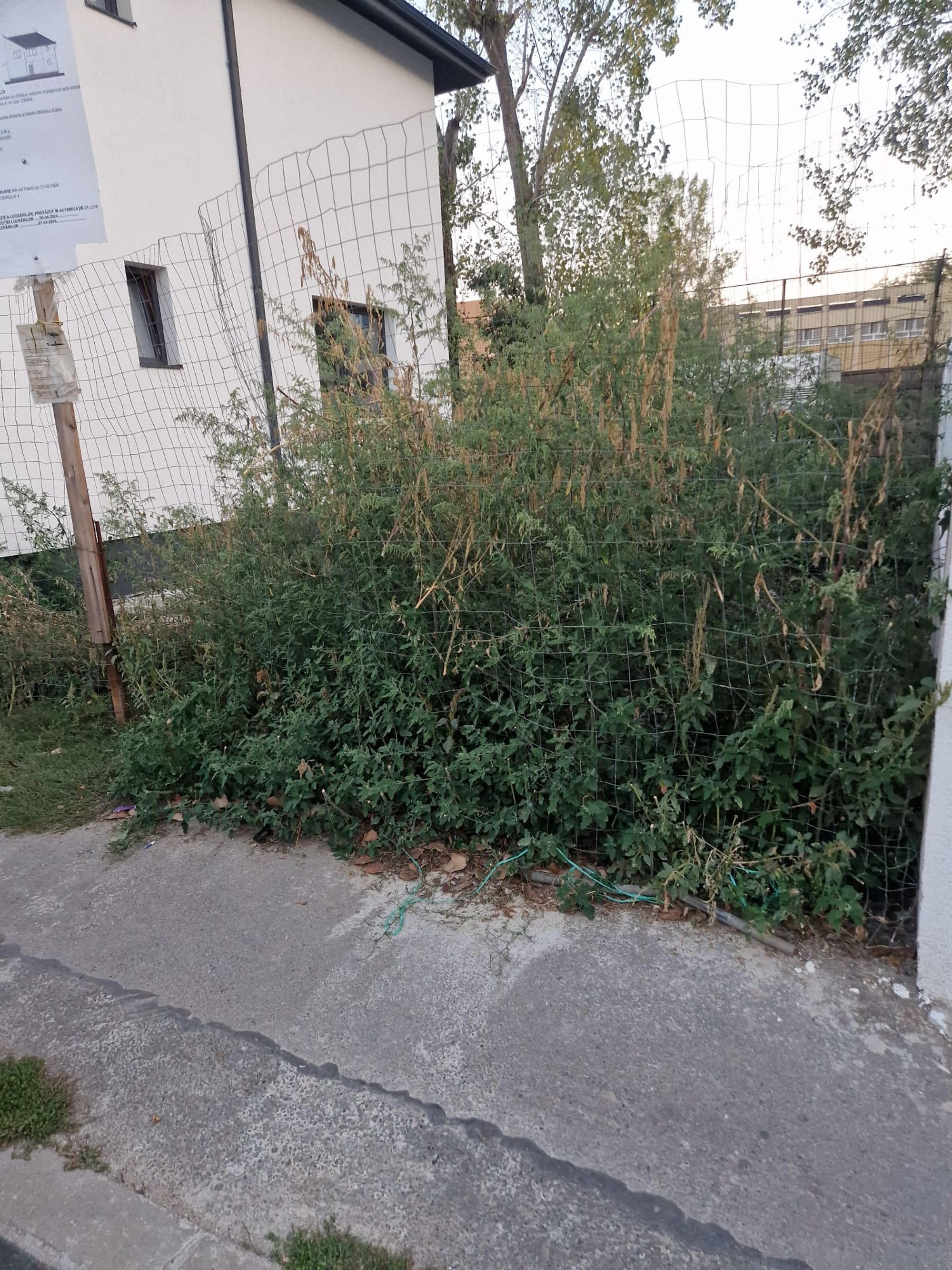 Ambrozie in Strada Ciocăneşti 8, București, Municipiul București - 1000096130.jpg