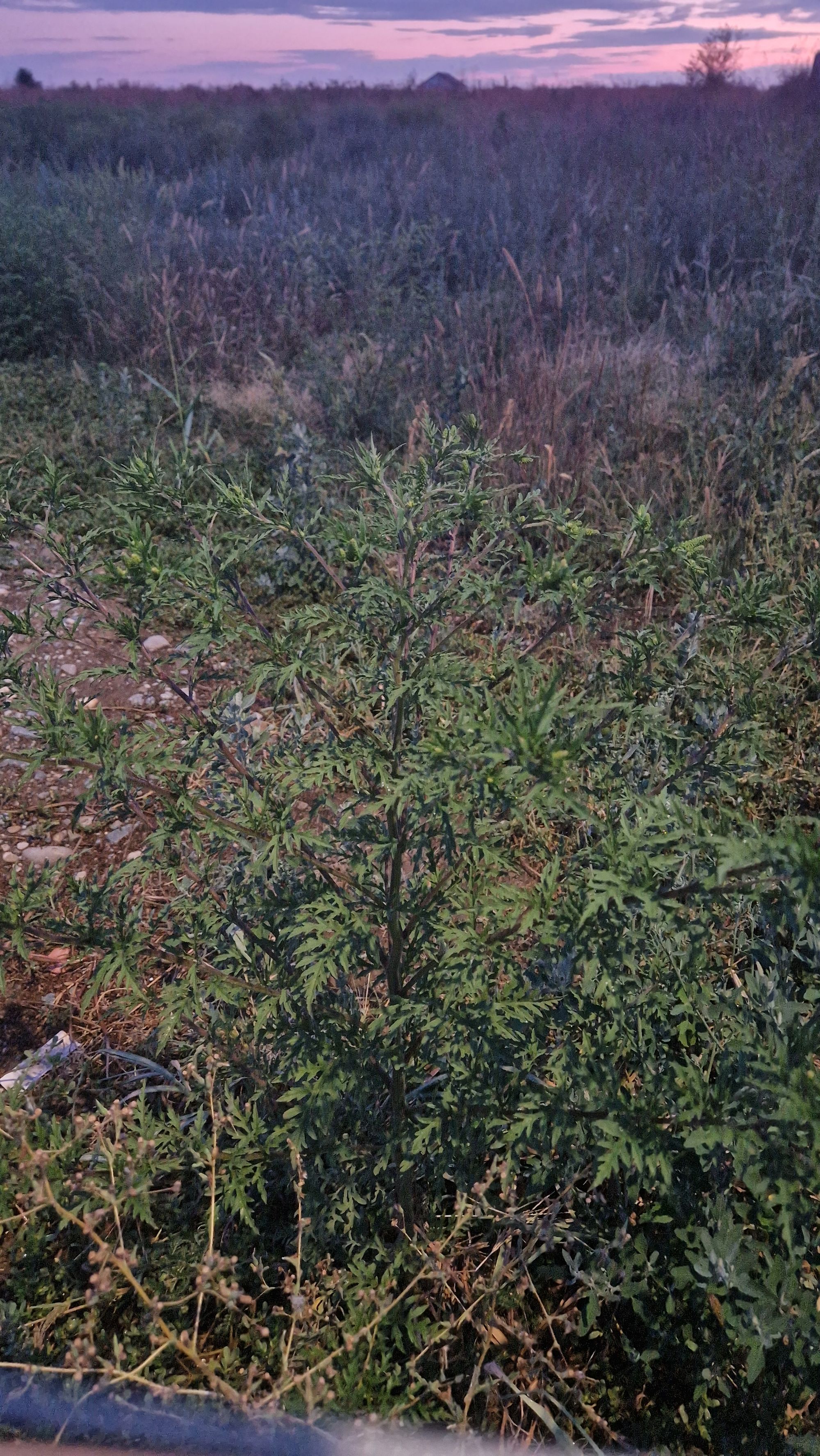 Ambrozie in Strada Celofibrei 56, Bragadiru, Oraş Bragadiru, Județul Ilfov - 20250831_201511.jpg