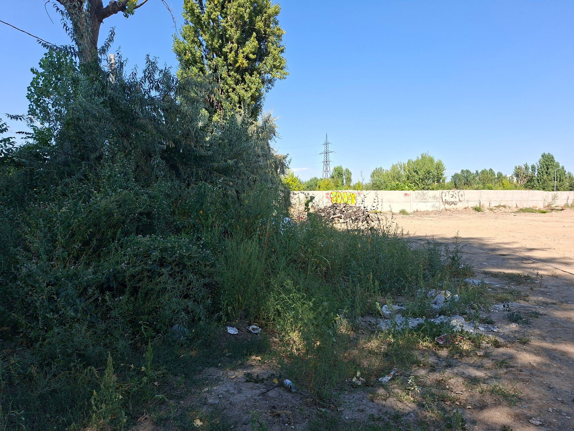 Ambrozie in Strada Dorului 64, Brăila, Municipiu Brăila, Județul Brăila - 17553452530014903602656614183653.jpg