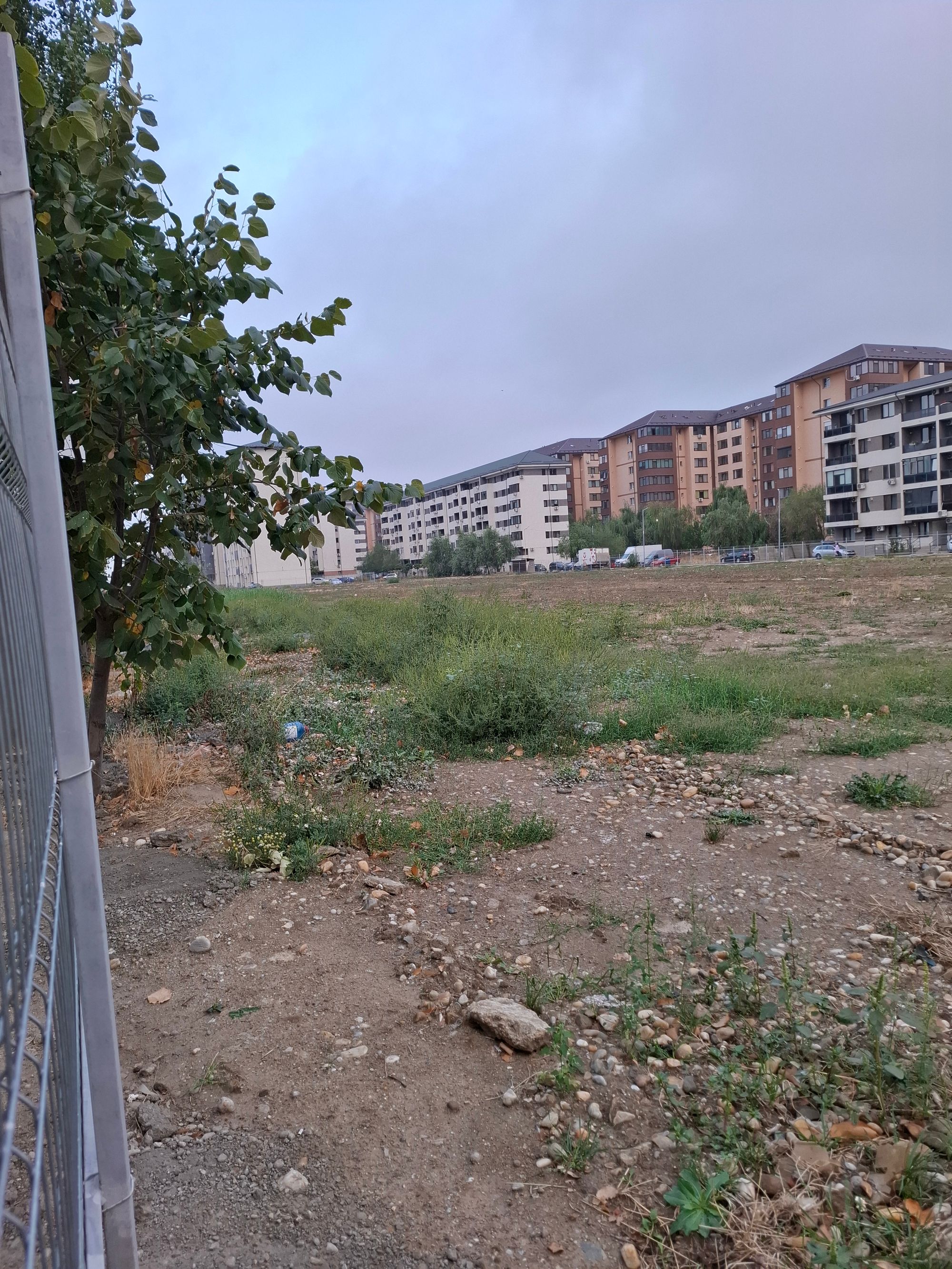 Ambrozie in Tineretului 37 D, Dudu, Comuna Chiajna, Județul Ilfov - 20250912_080907.jpg