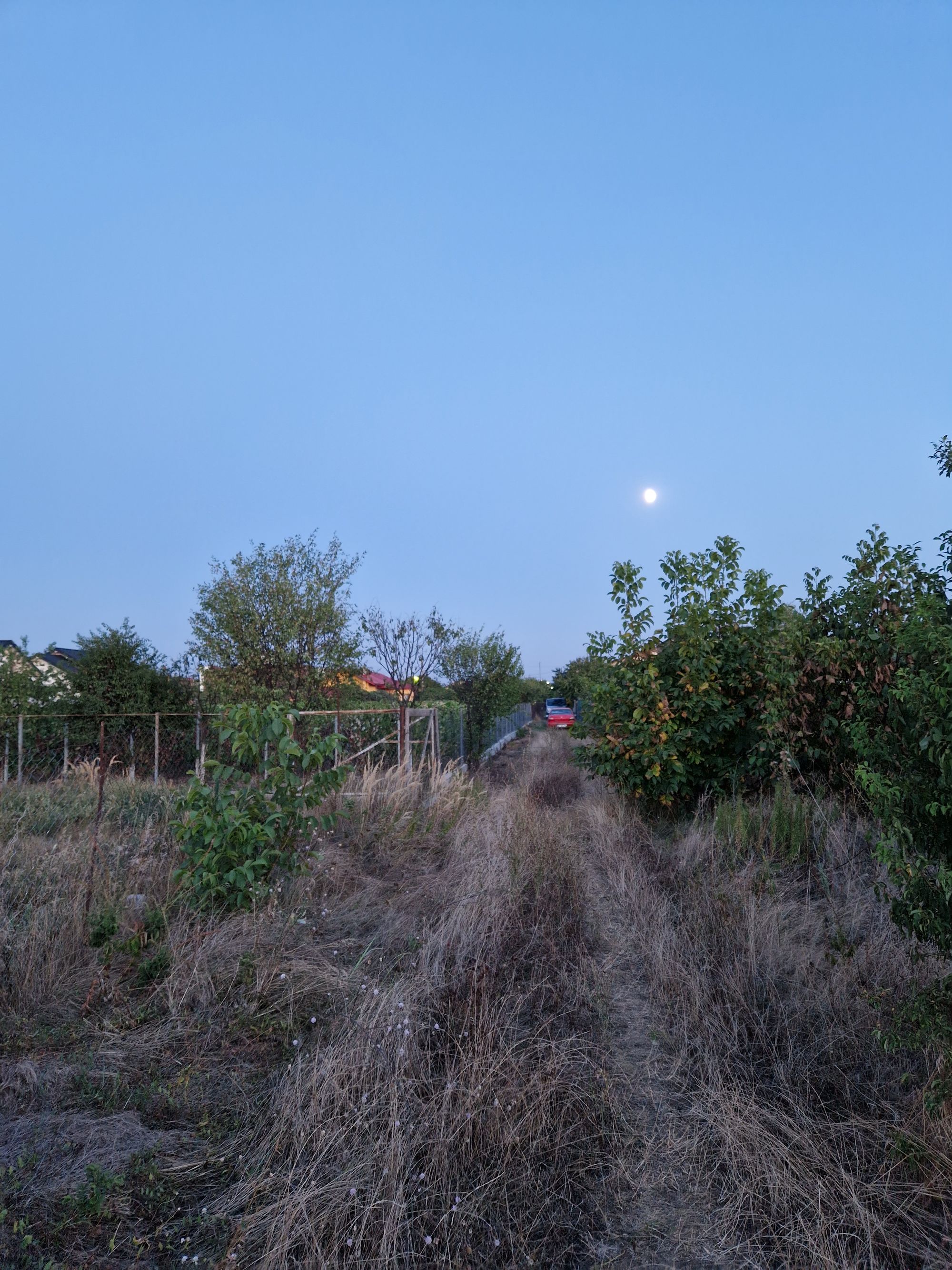 Ambrozie in Str. Mierlei 12a, Clinceni, Comuna Clinceni, Județul Ilfov - 20230827_202428.jpg