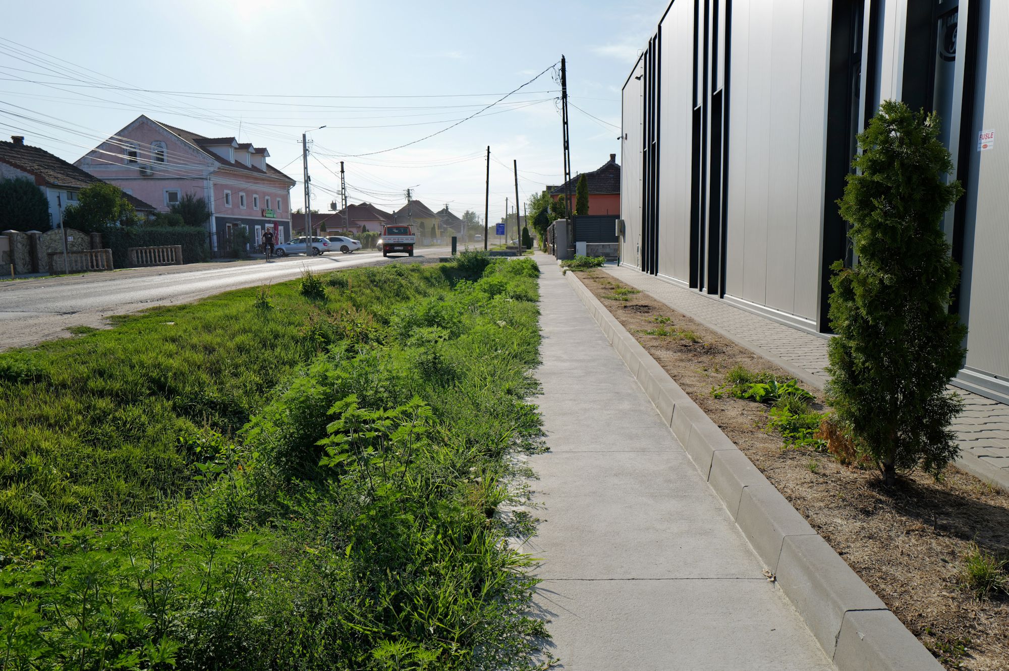 Ambrozie in Strada Principală 81, Păulești, Comuna Păulești, Județul Satu Mare - IMG_9033.jpeg
