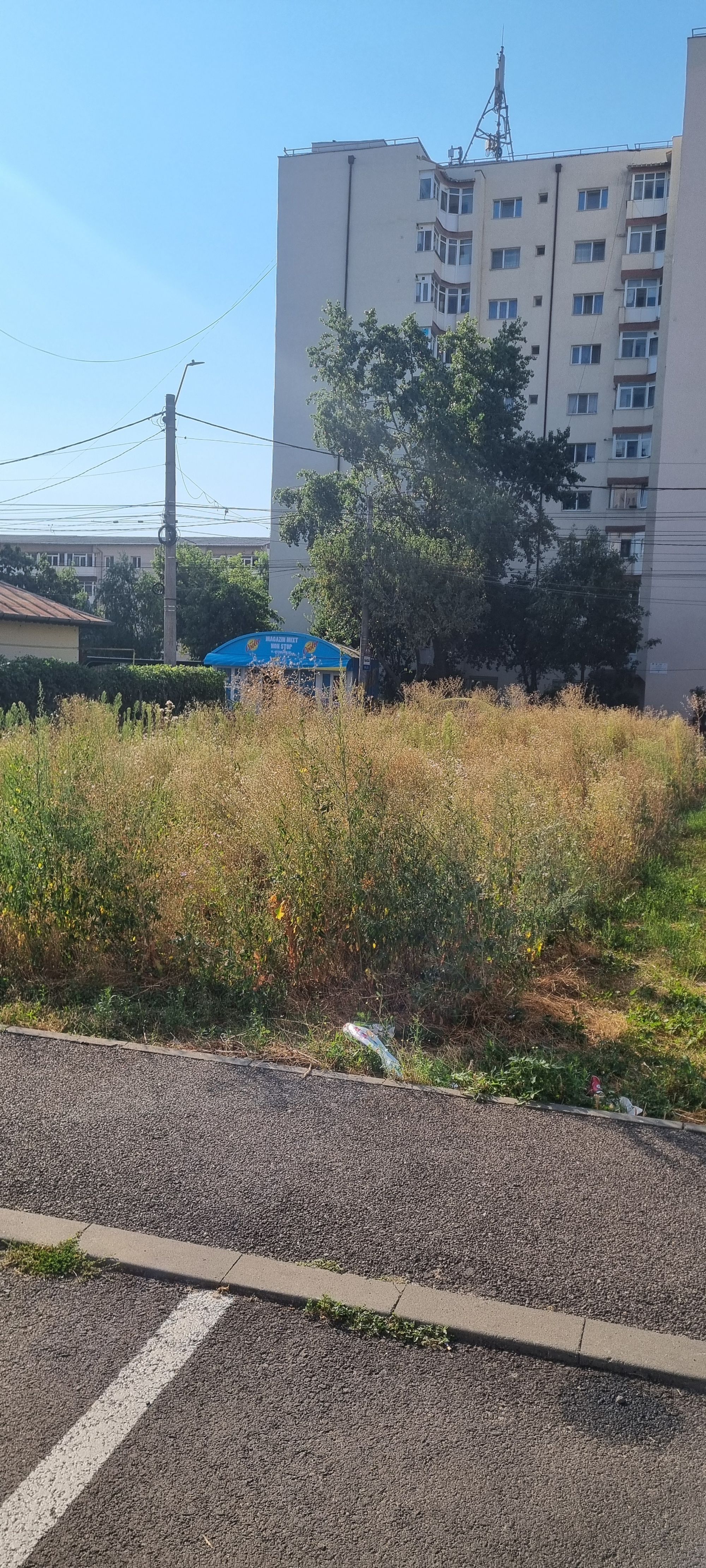Ambrozie in Strada Constantin Brâncoveanu 60A, Târgoviște, Municipiu Târgoviște, Județul Dâmbovița - inbound399869977889126080.jpg