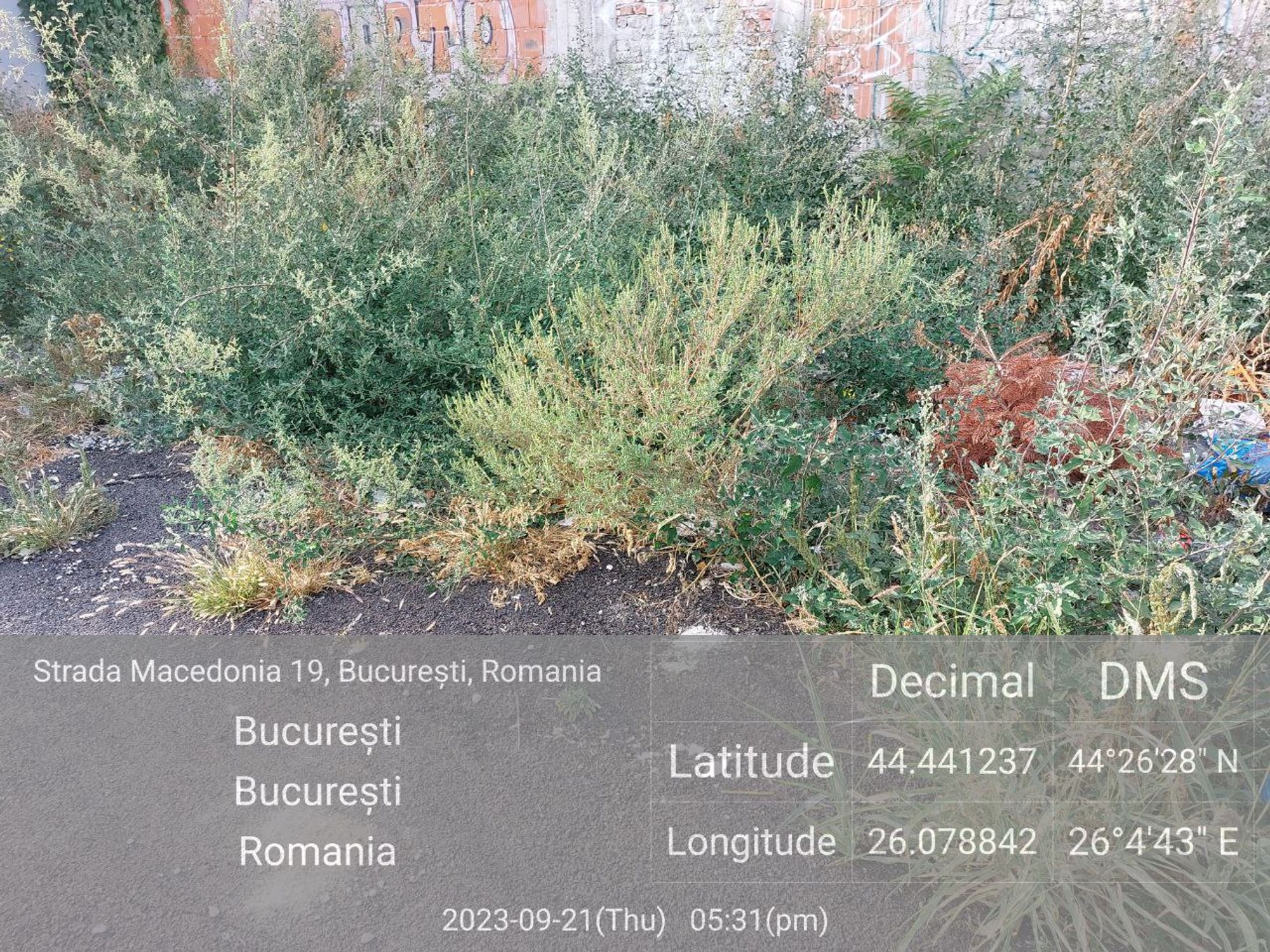 Ambrozie in Strada Macedonia 19, București, Municipiul București - photo_5805219828003357118_y.jpg