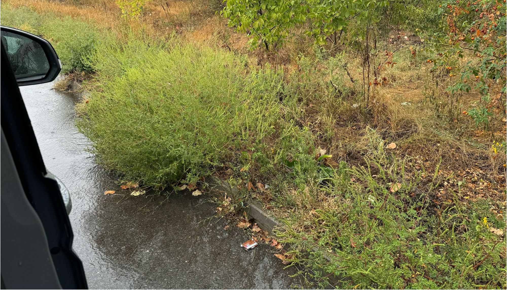 Ambrozie in București, Municipiul București - IMG_4786.jpeg