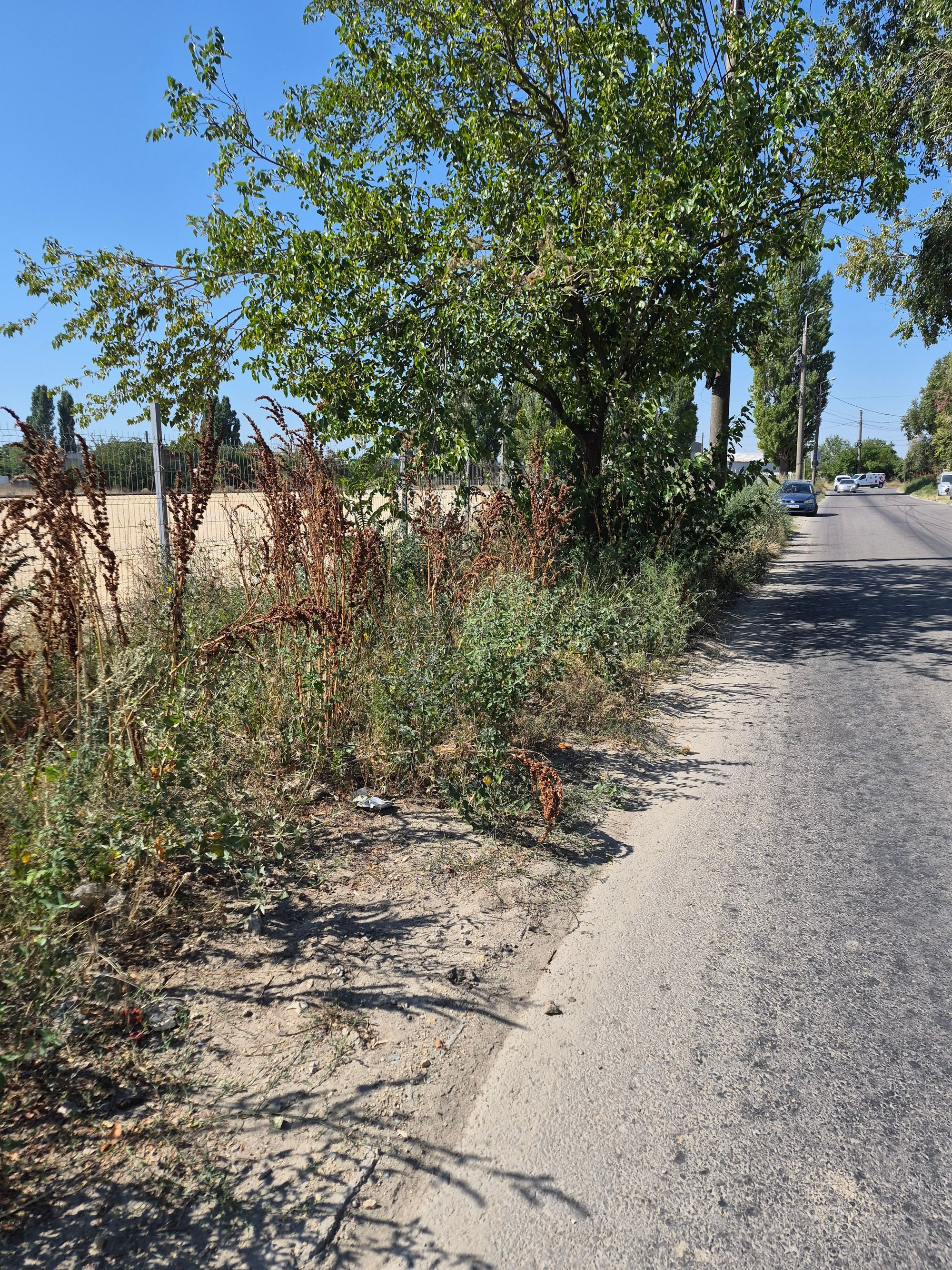 Ambrozie in Constanța, Municipiu Constanța, Județul Constanța - 37395.jpg