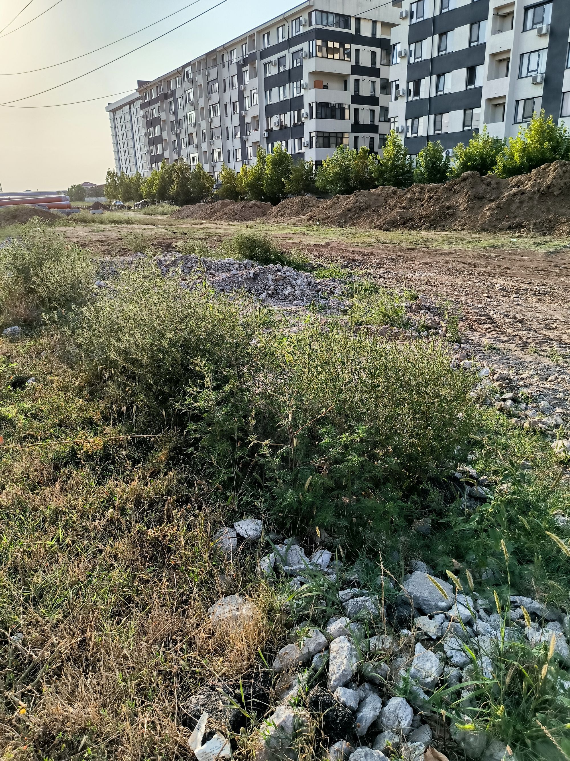 Ambrozie in Strada Sergent Ilie Petre 100A, Chiajna, Comuna Chiajna, Județul Ilfov - IMG_20230815_184442.jpg