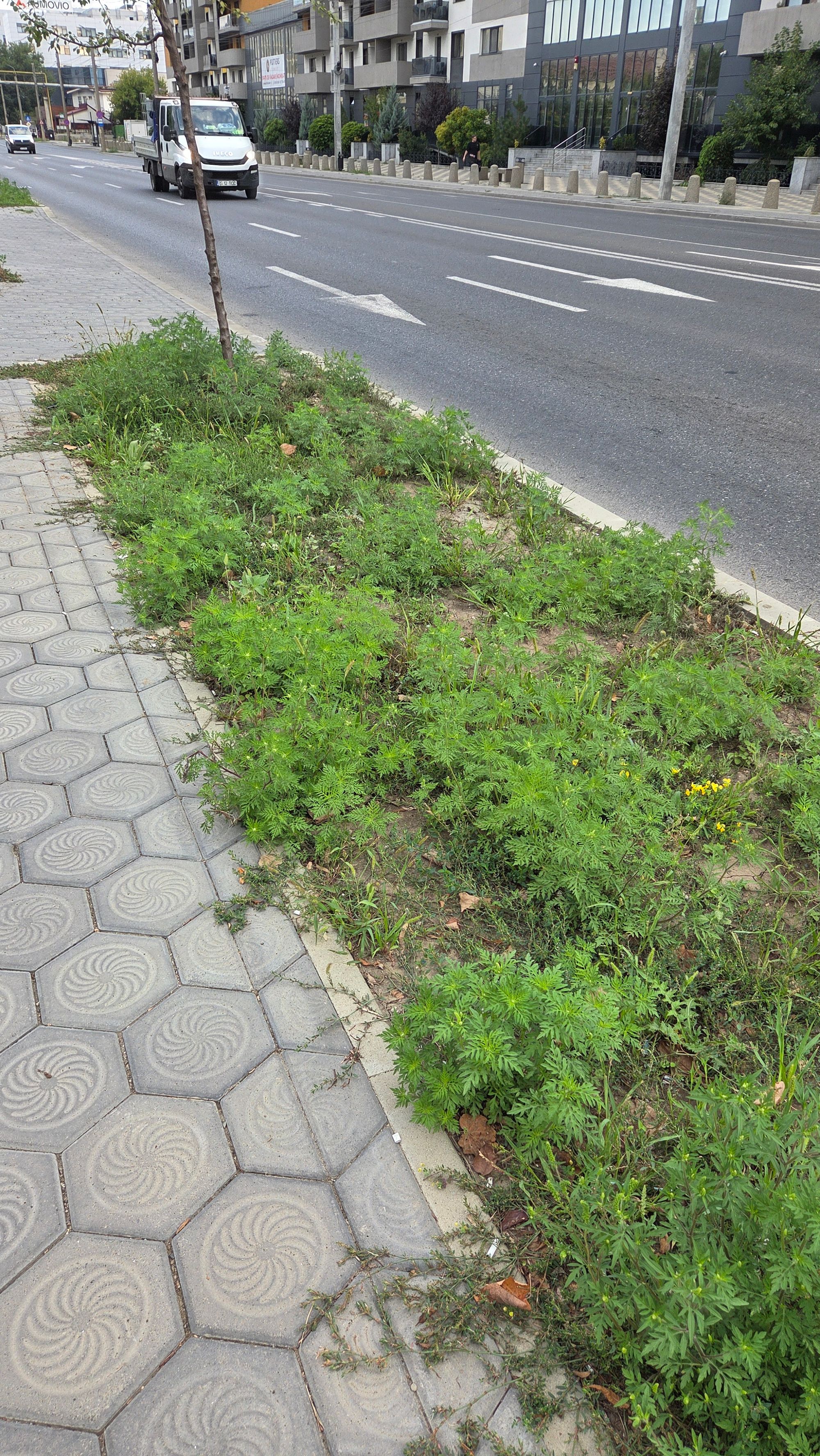 Ambrozie marcată de Alexandru Lungu în Bulevardul Poitiers 13, Iași, Municipiu Iași, Județul Iași