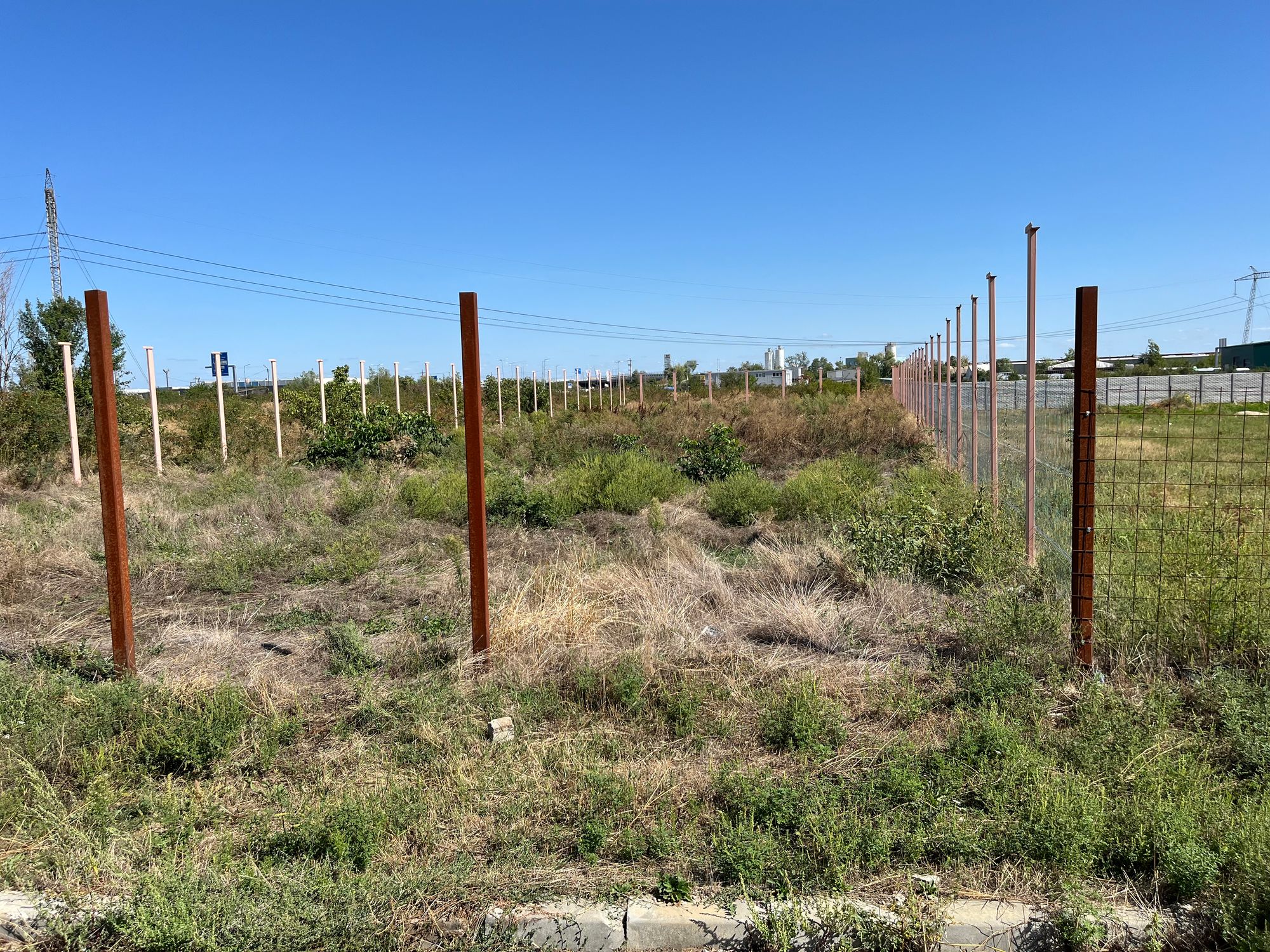 Ambrozie in Strada Mărășești 7, Bolintin-Deal, Comună Bolintin-deal, Județul Giurgiu - IMG_0645.jpeg