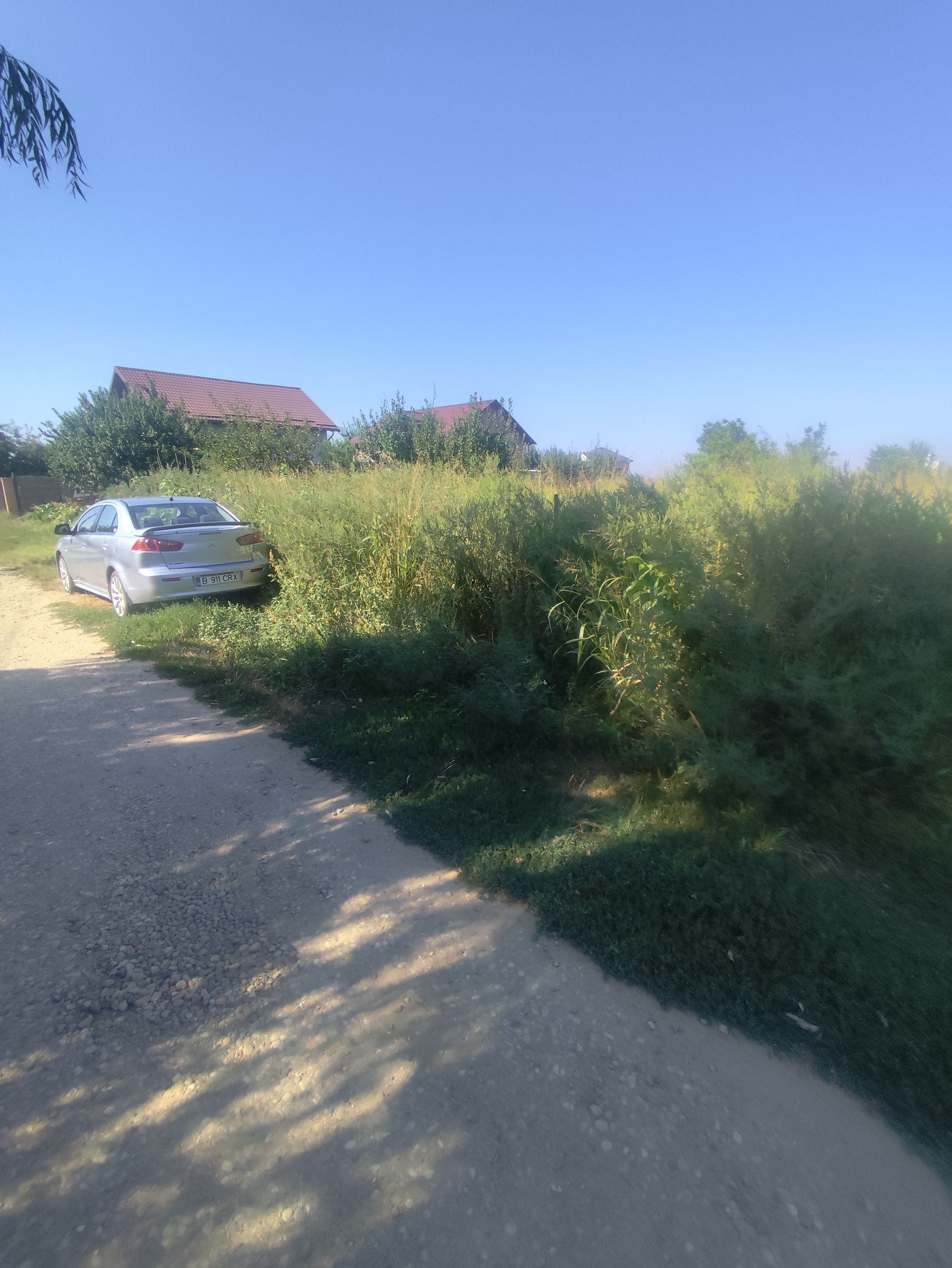 Ambrozie in Strada Tuberozelor 84G, Berceni, Comuna Berceni, Județul Ilfov