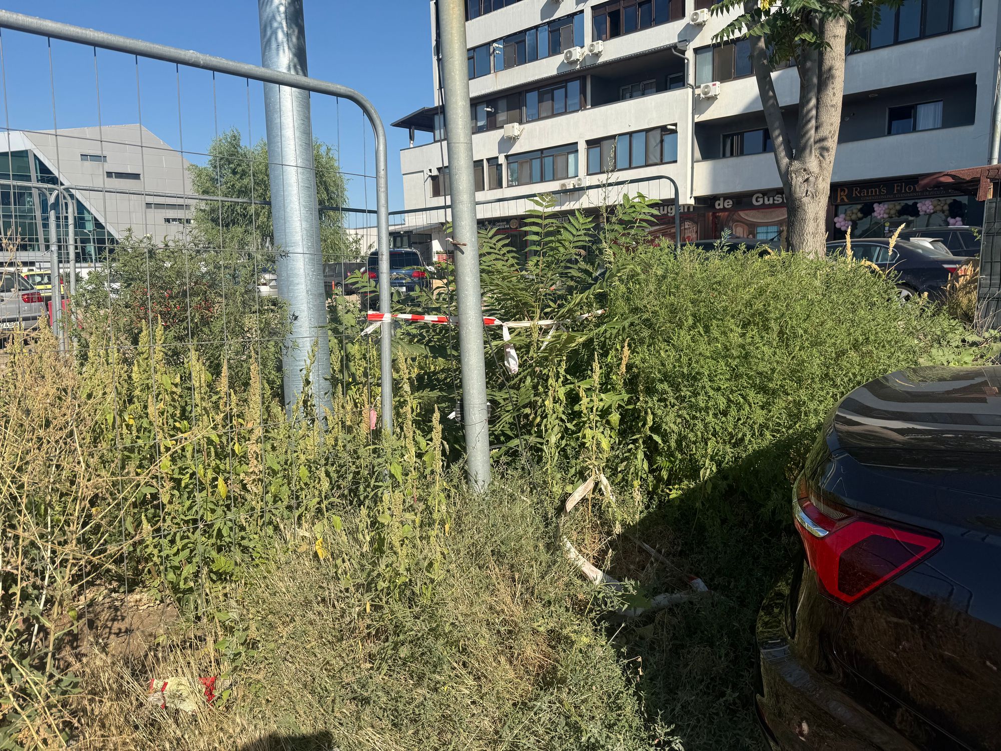 Ambrozie marcată de aliona h în Prelungirea Ghencea 331b, București, Municipiul București