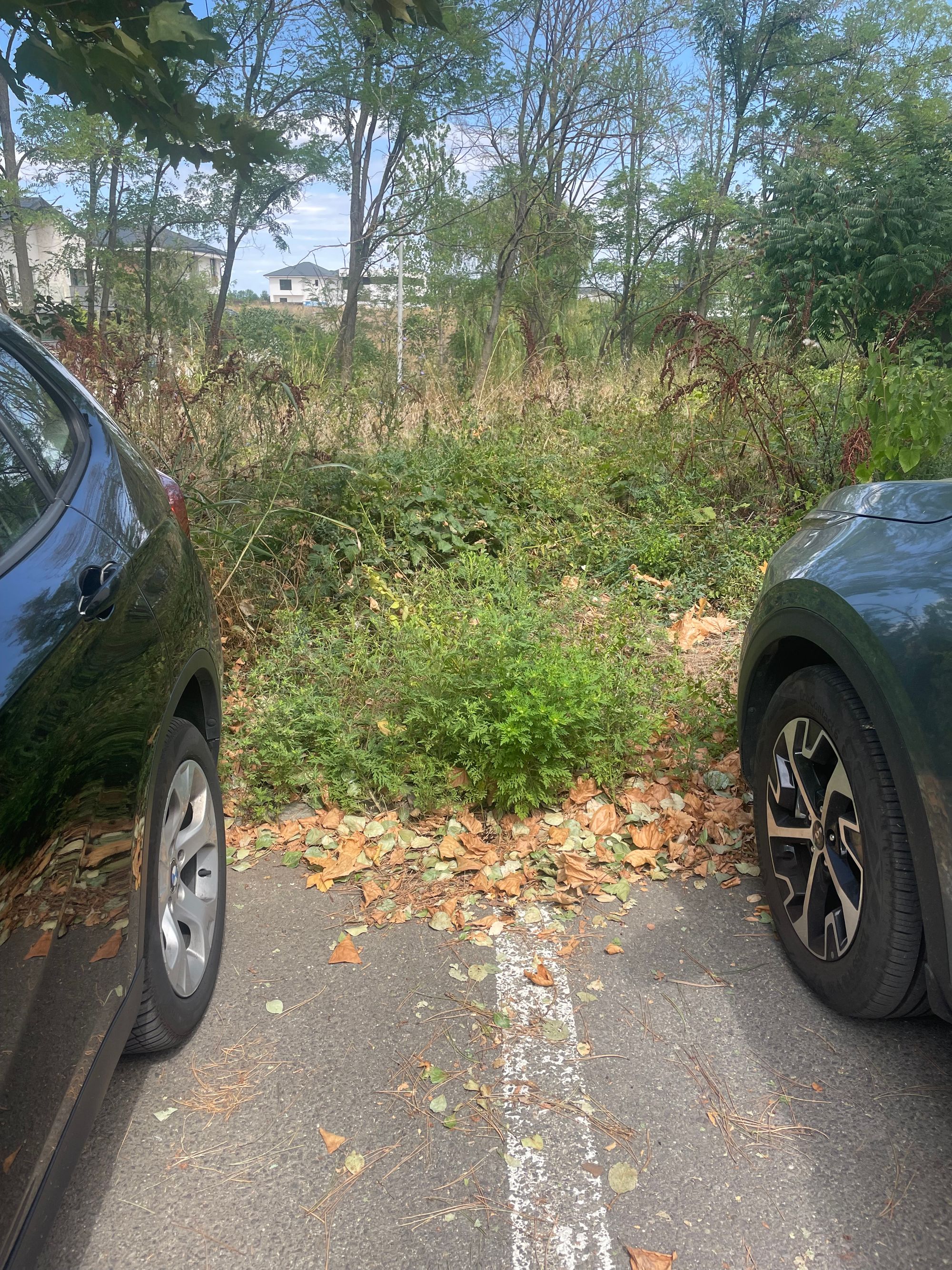 Ambrozie in Aleea Paradisul Verde 4, Corbeanca, Comuna Corbeanca, Județul Ilfov - IMG_5346.jpeg