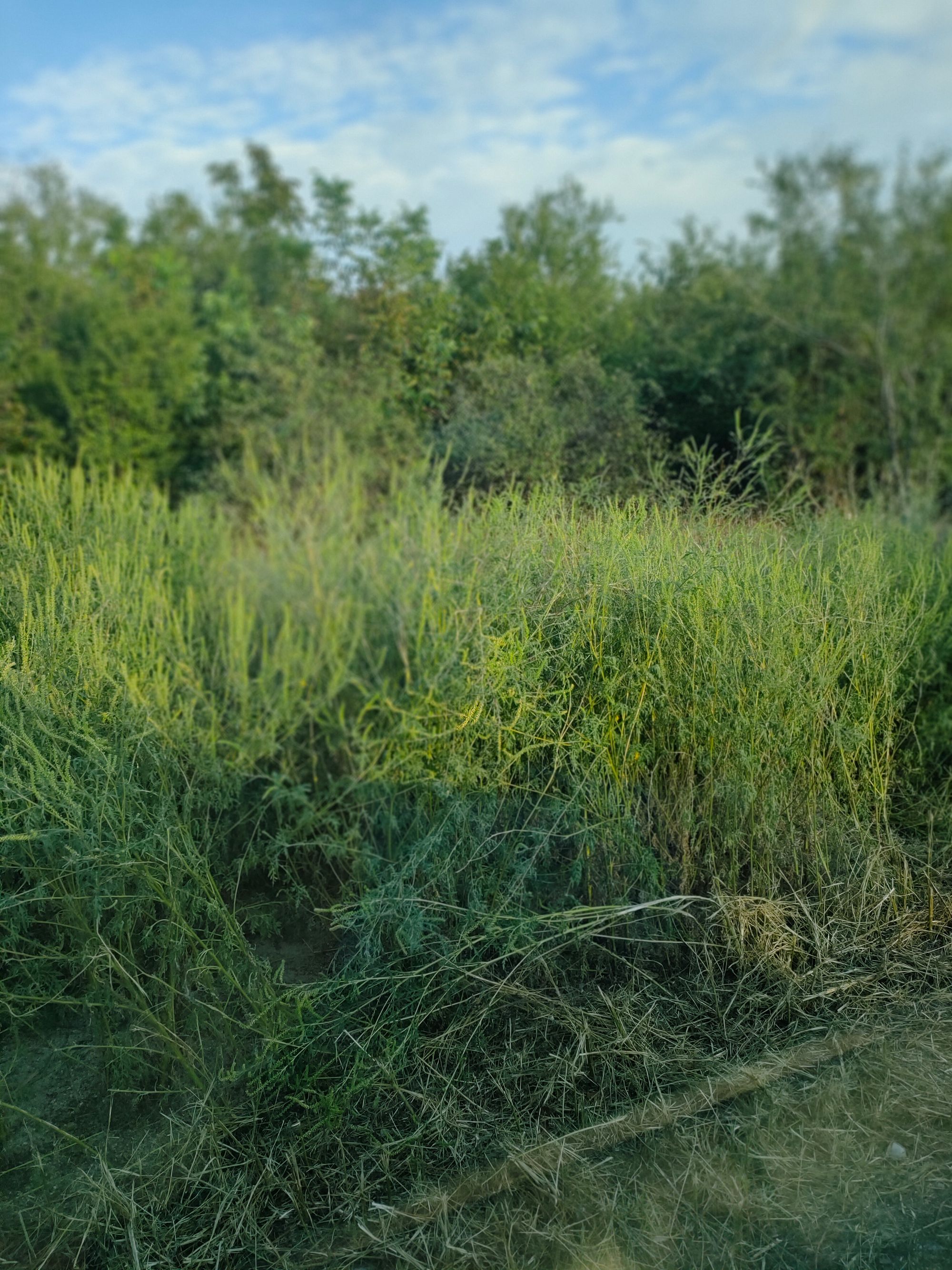 Ambrozie in Strada Ghirlandei 3, Șanțu Florești, Comuna Gruiu, Județul Ilfov - IMG20240828183345.jpg