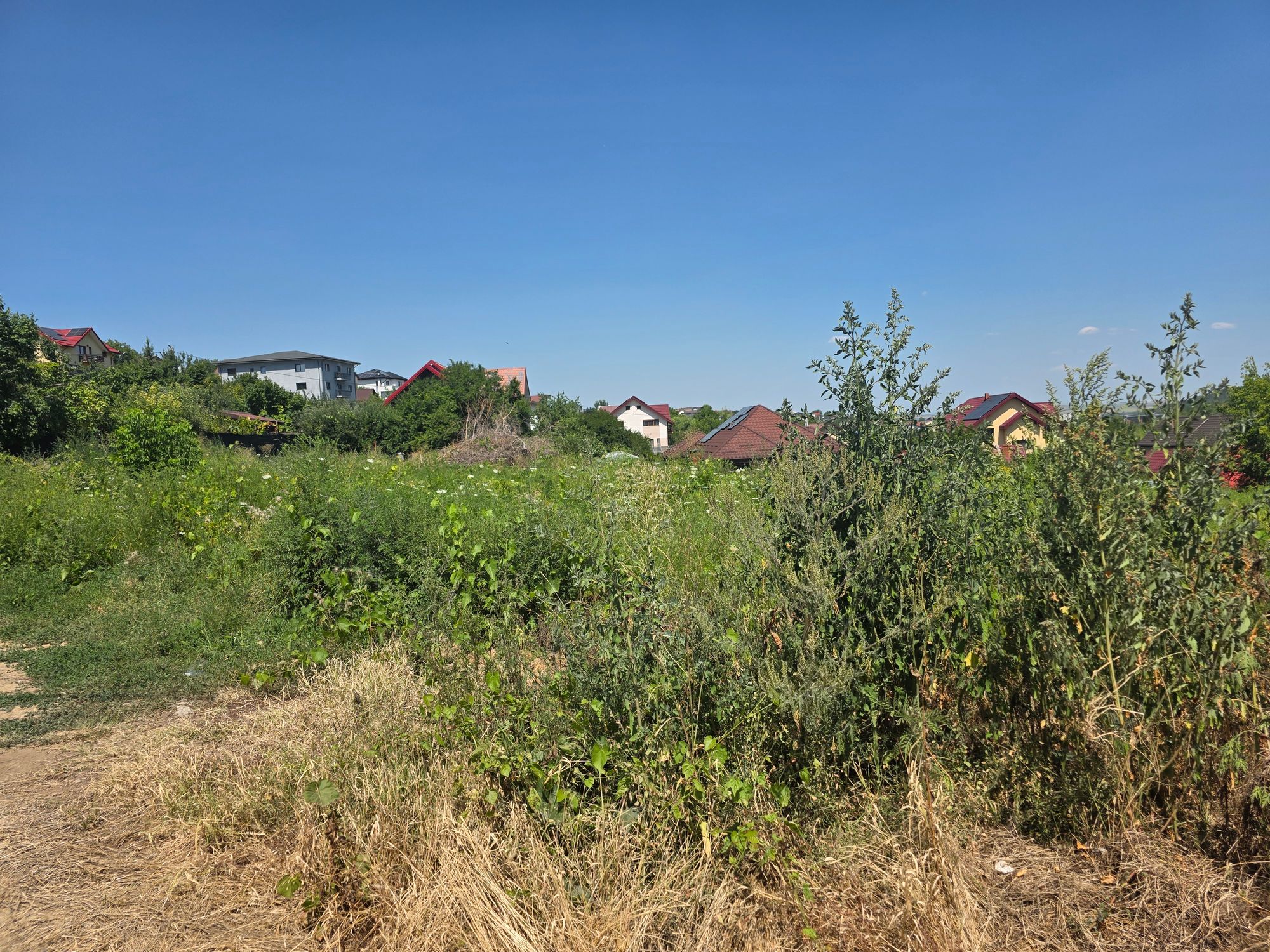 Ambrozie marcată de Alexandrina Popa în Strada Castelul Grecilor 53, Vișan, Comuna Bârnova, Județul Iași