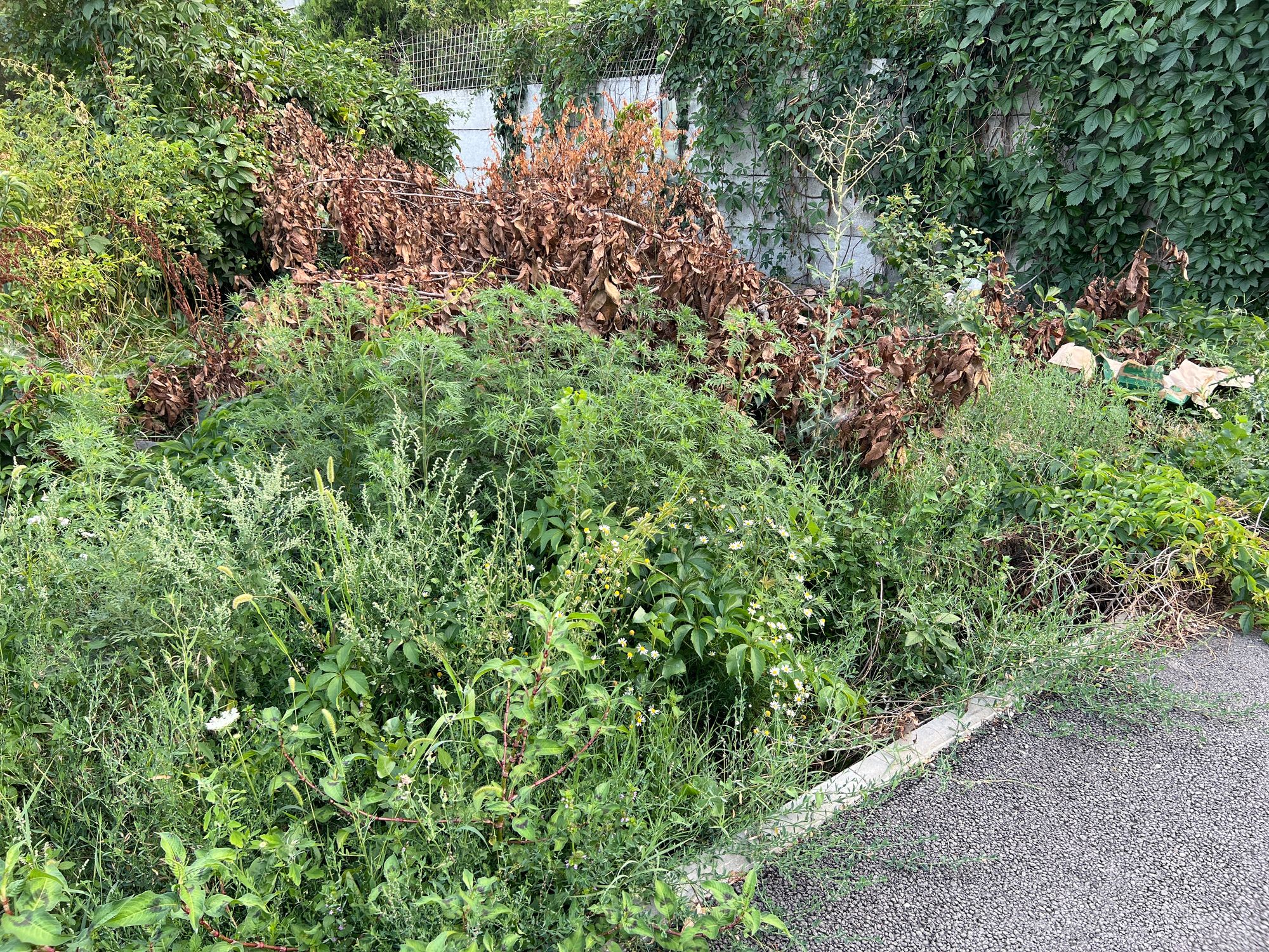 Ambrozie in Strada Crinului 31, Roșu, Comuna Chiajna, Județul Ilfov - image.jpg