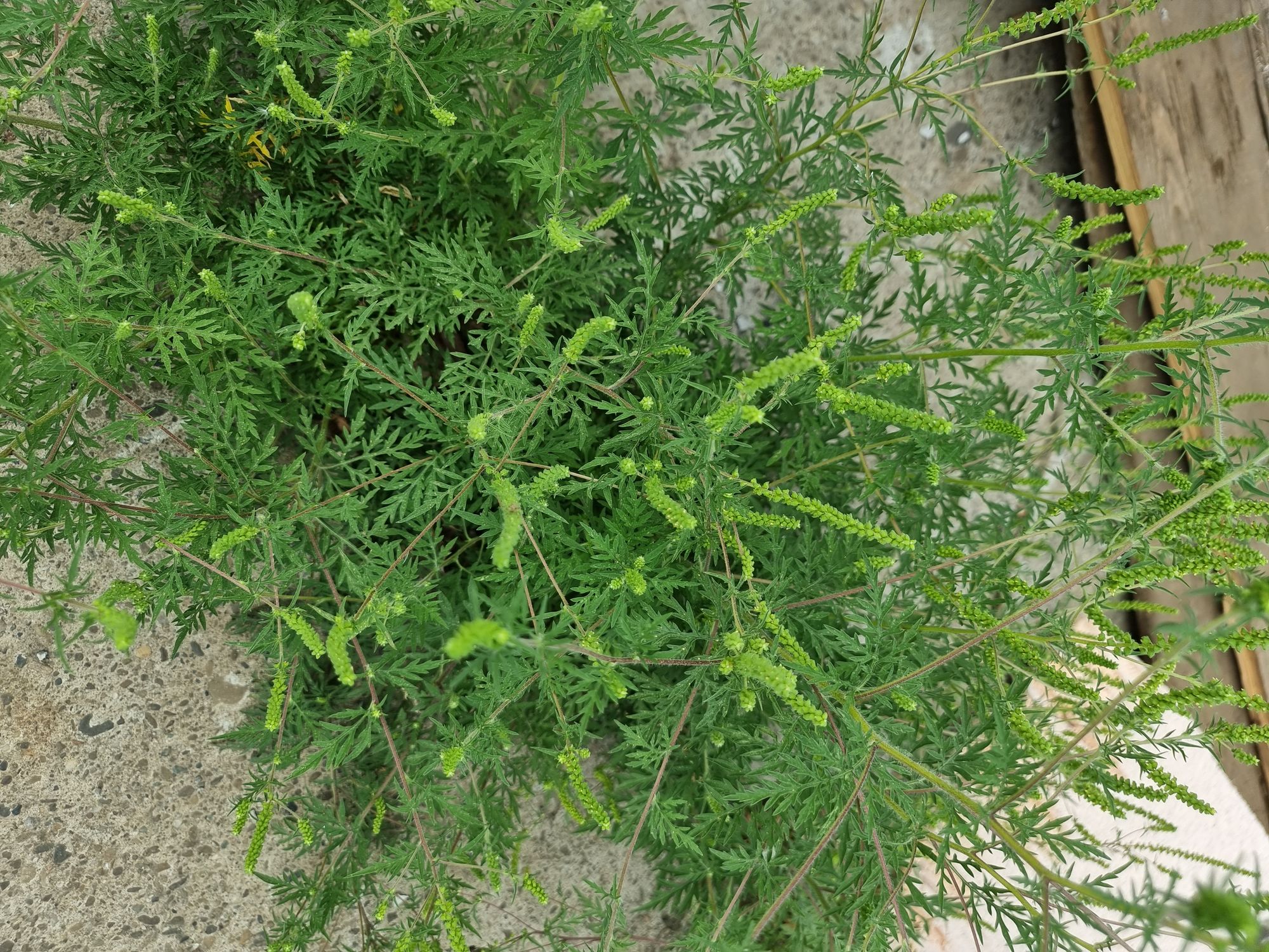 Ambrozie in Strada Șerban Cantacuzino 33, Lețcani, Comuna Lețcani, Județul Iași - 20230830_085423.jpg