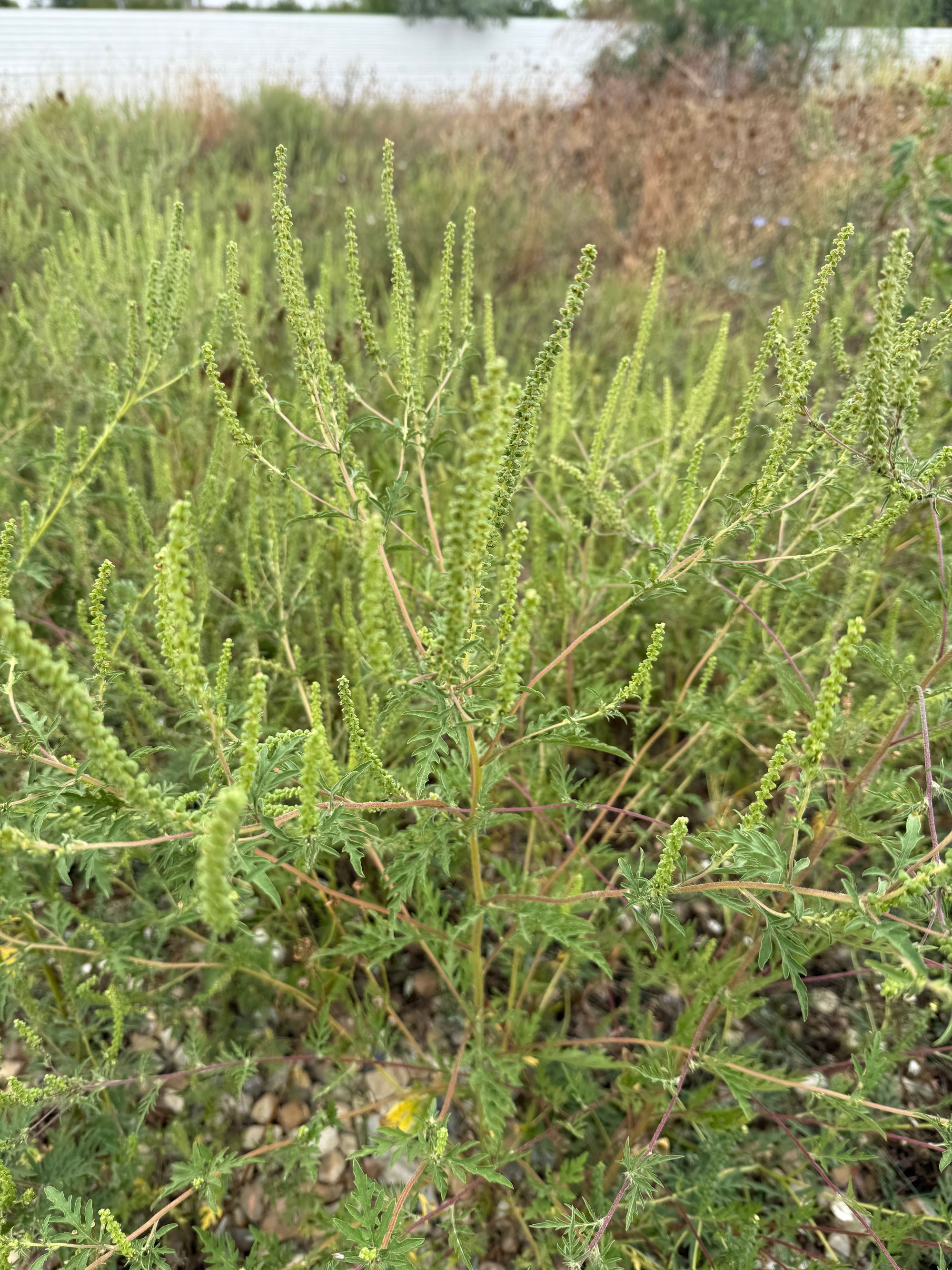 Ambrozie in Strada Câmpul Pipera 125, București, Municipiul București - IMG_9715.jpeg