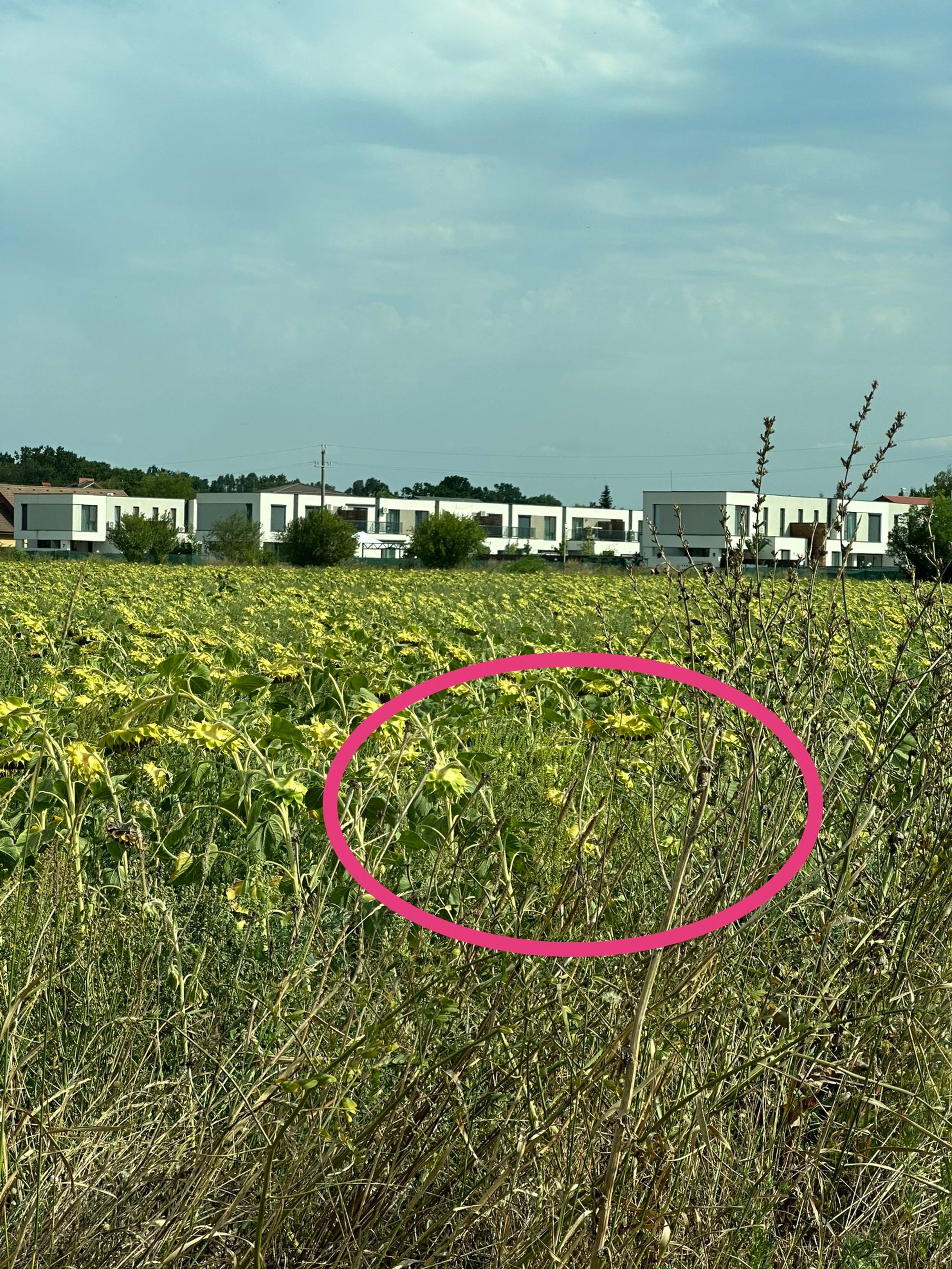 Ambrozie in Strada Vănâtorilor 20, București, Comuna Mogoșoaia, Județul Ilfov - IMG_1750.jpg