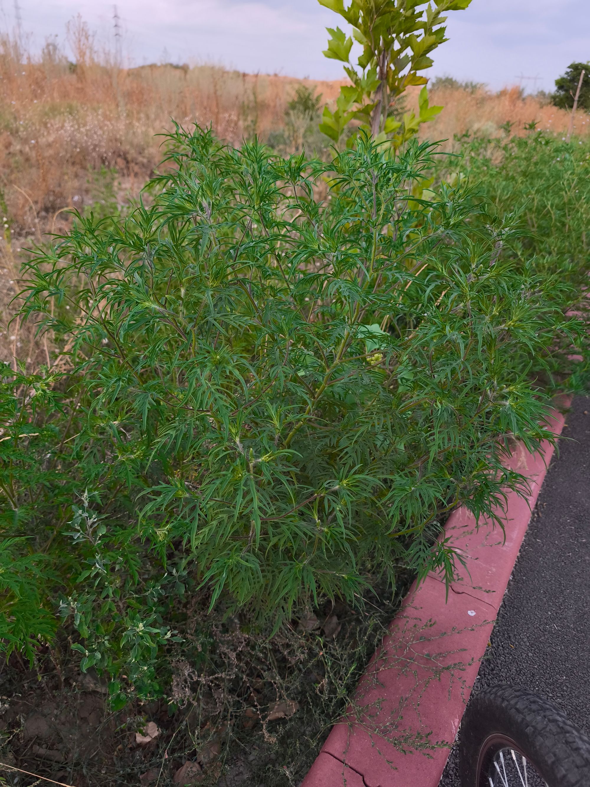 Ambrozie in București, Municipiul București - IMG_20250812_203638.jpg