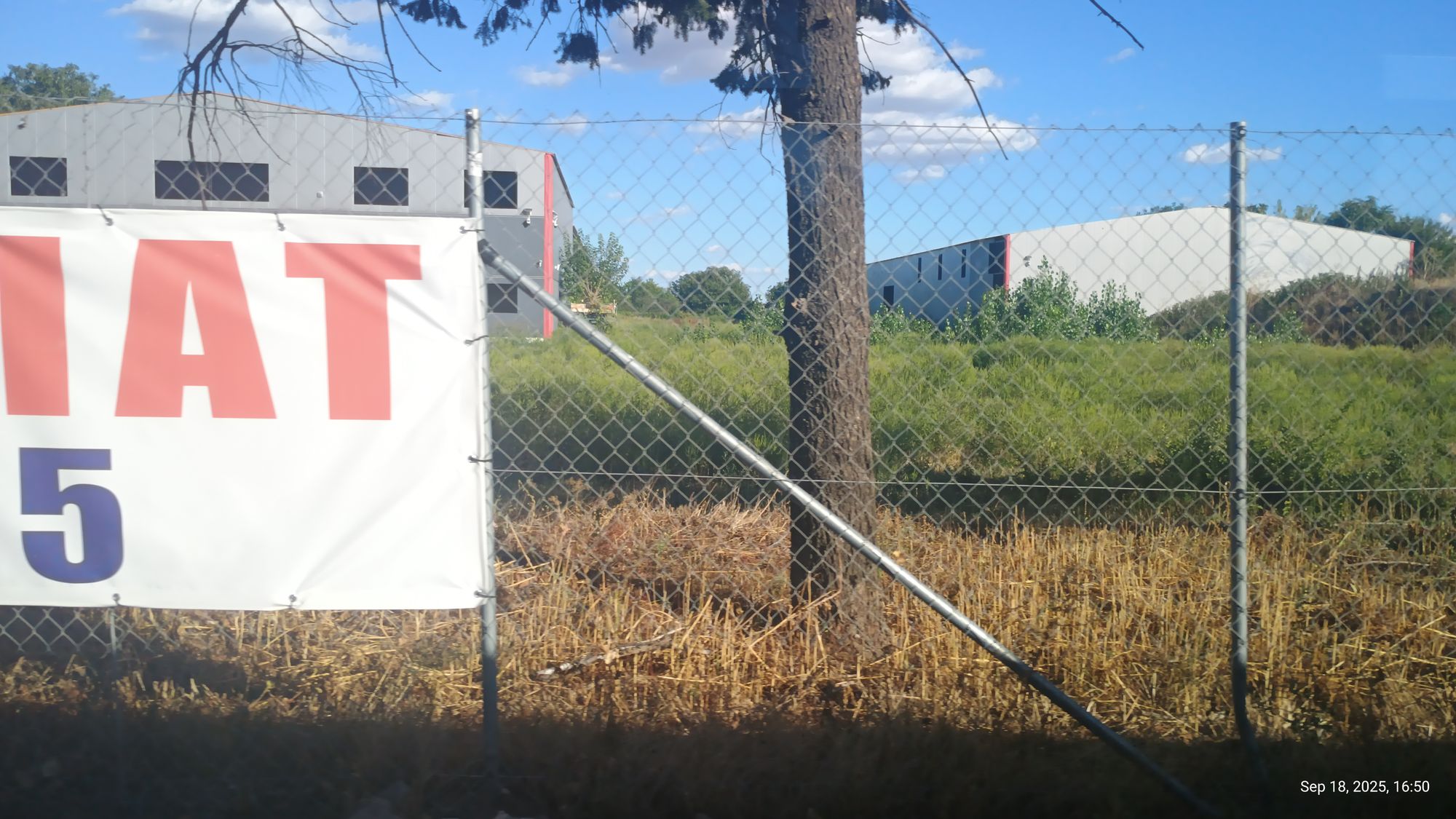 Ambrozie in Strada Atomiștilor 87, Măgurele, Oraş Măgurele, Județul Ilfov - IMG_20250918_165007589_HDR.jpg