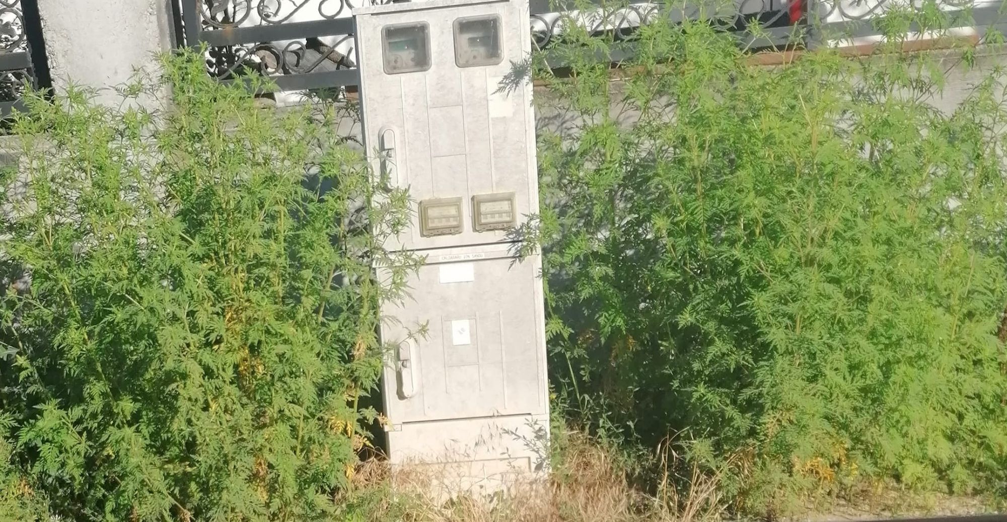 Ambrozie in Drumul Belșugului 98a, București, Municipiul București - IMG-20260730-WA0003.jpg
