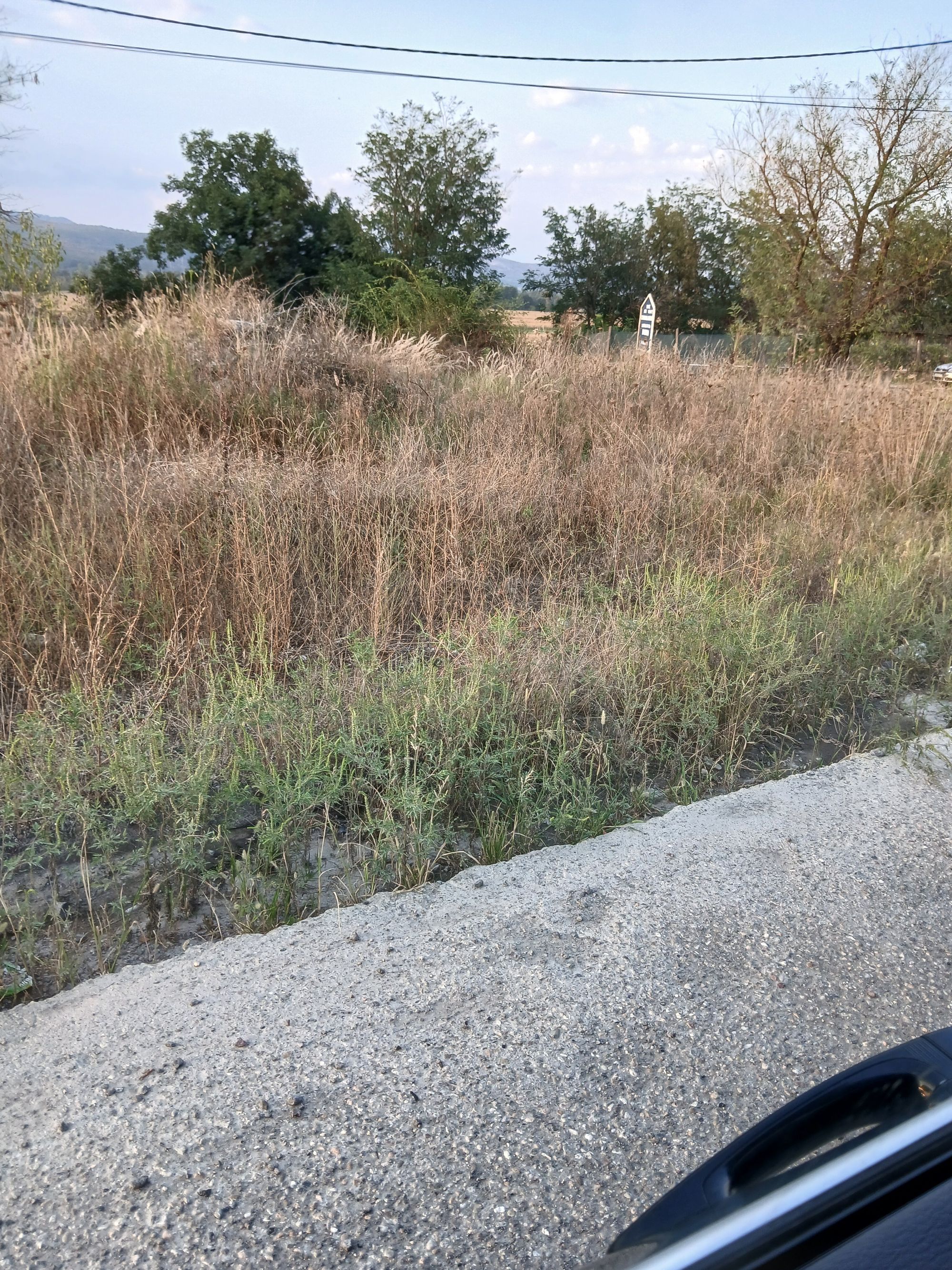 Ambrozie in Strada Lugojului 79, Dobra, Comuna Dobra, Județul Hunedoara - 1000012755.jpg