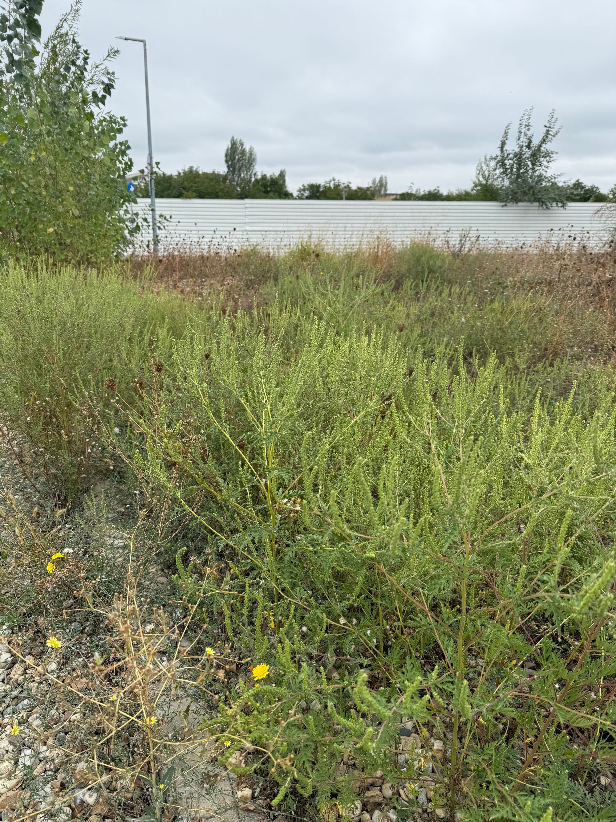 Ambrozie in Strada Câmpul Pipera 125, București, Municipiul București - IMG_9714.jpeg