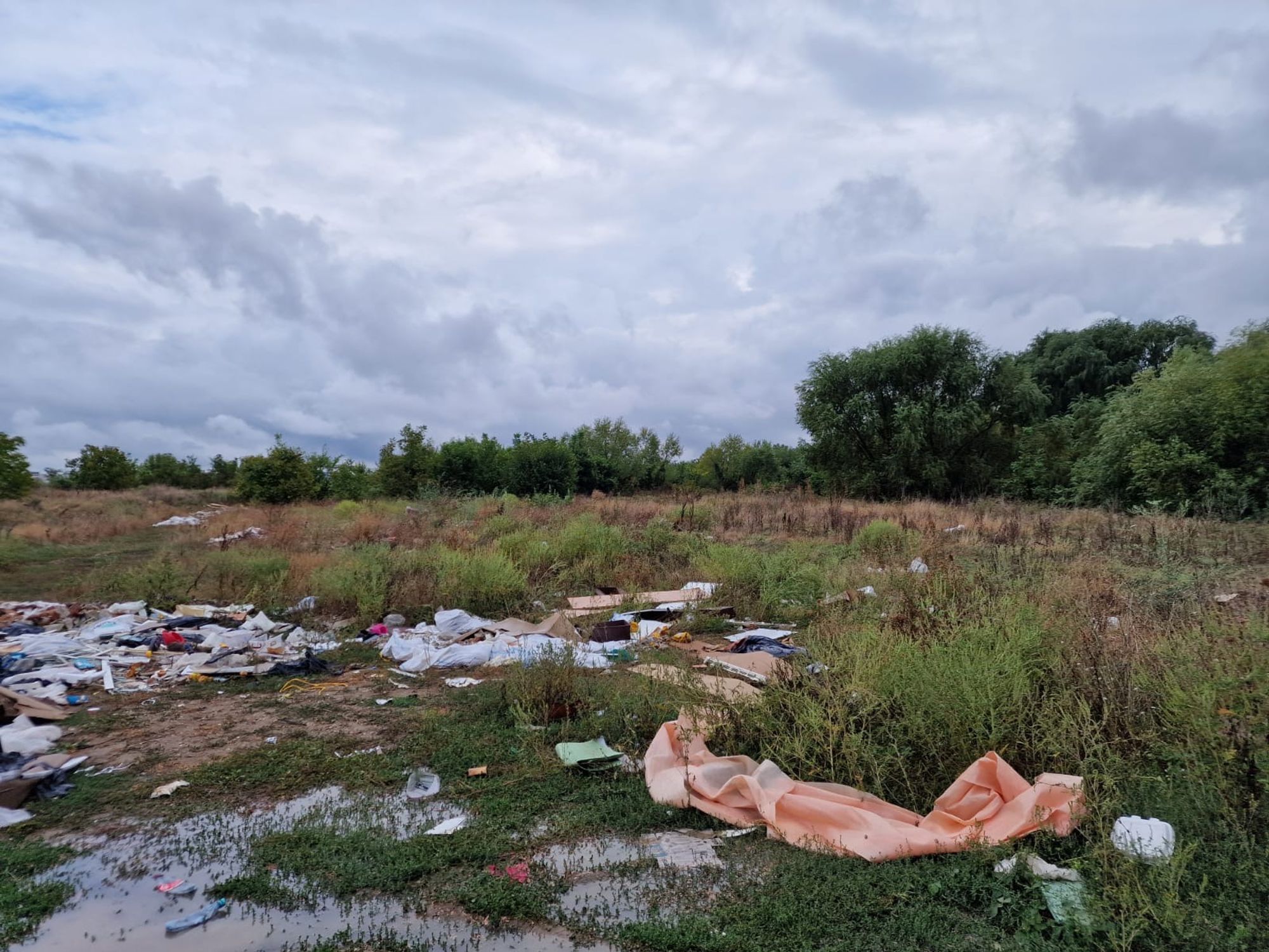 Ambrozie in București, Municipiul București - 7c756b21-98f3-4f07-ada9-b99443598de7.jpeg