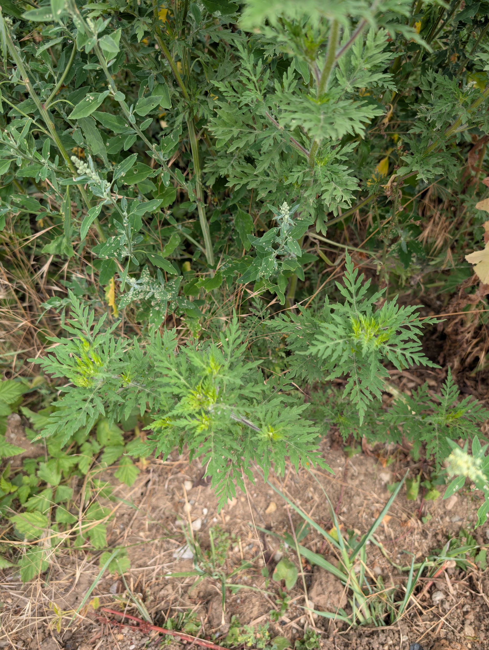 Ambrozie in Strada Măslinului 47, Sânandrei, Comuna Sânandrei, Județul Timiș - PXL_20250729_083038786.jpg